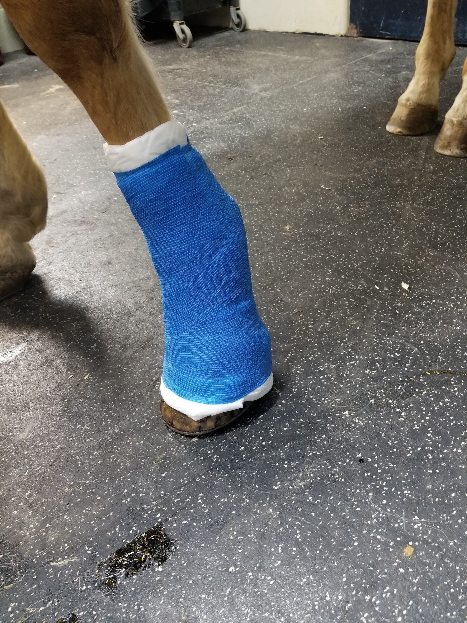 Park Equine Hospital Lexington