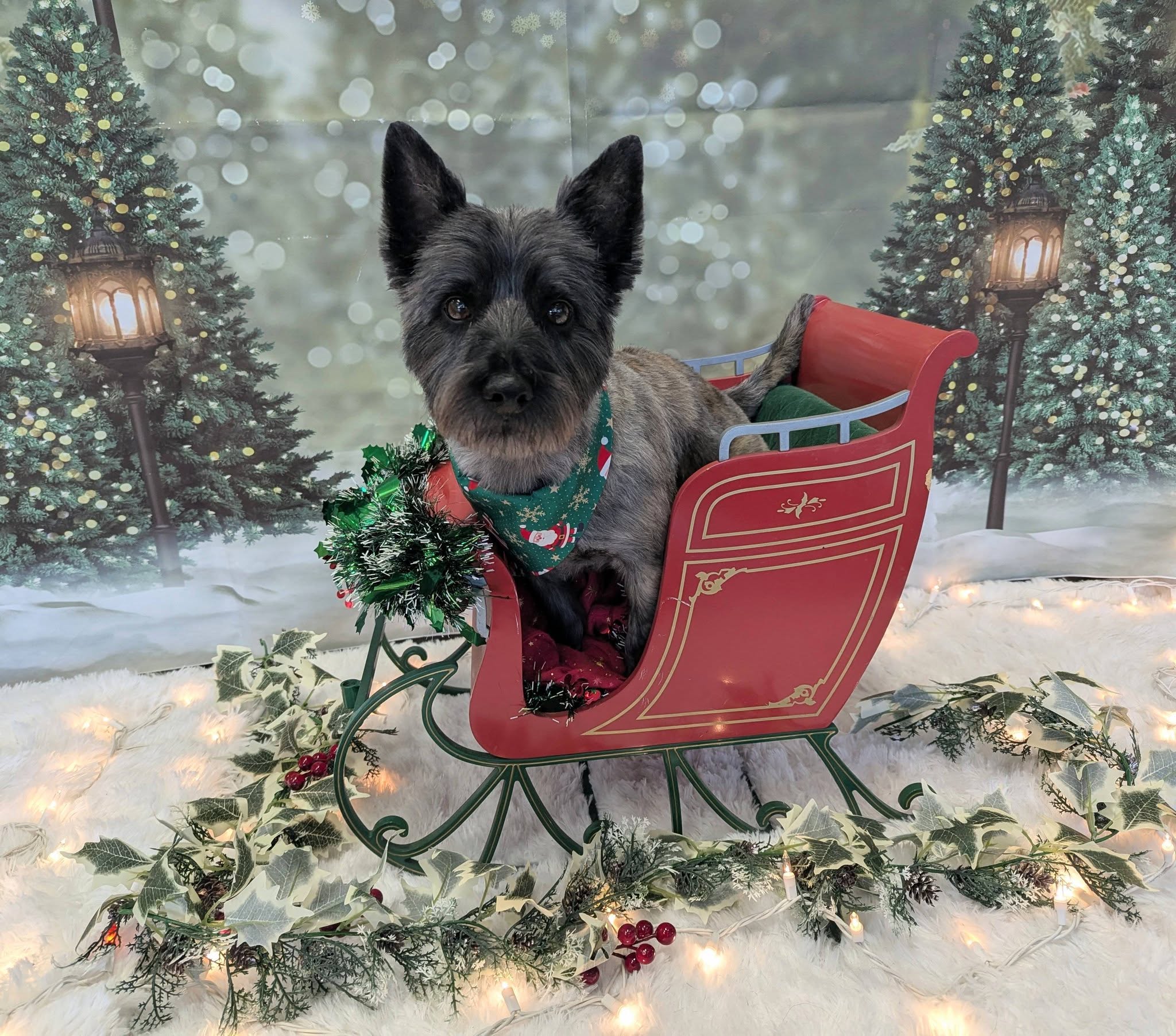 Pawlished Pets Salon & Spa Lexington