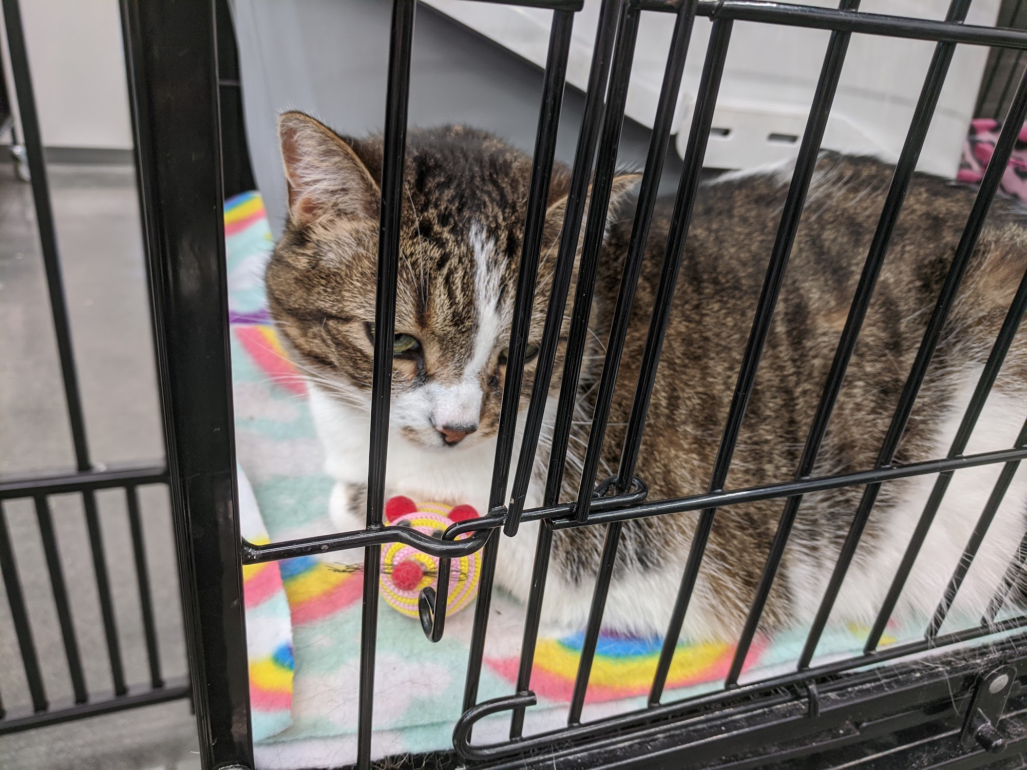 Pet Supplies Plus Lexington Lexington