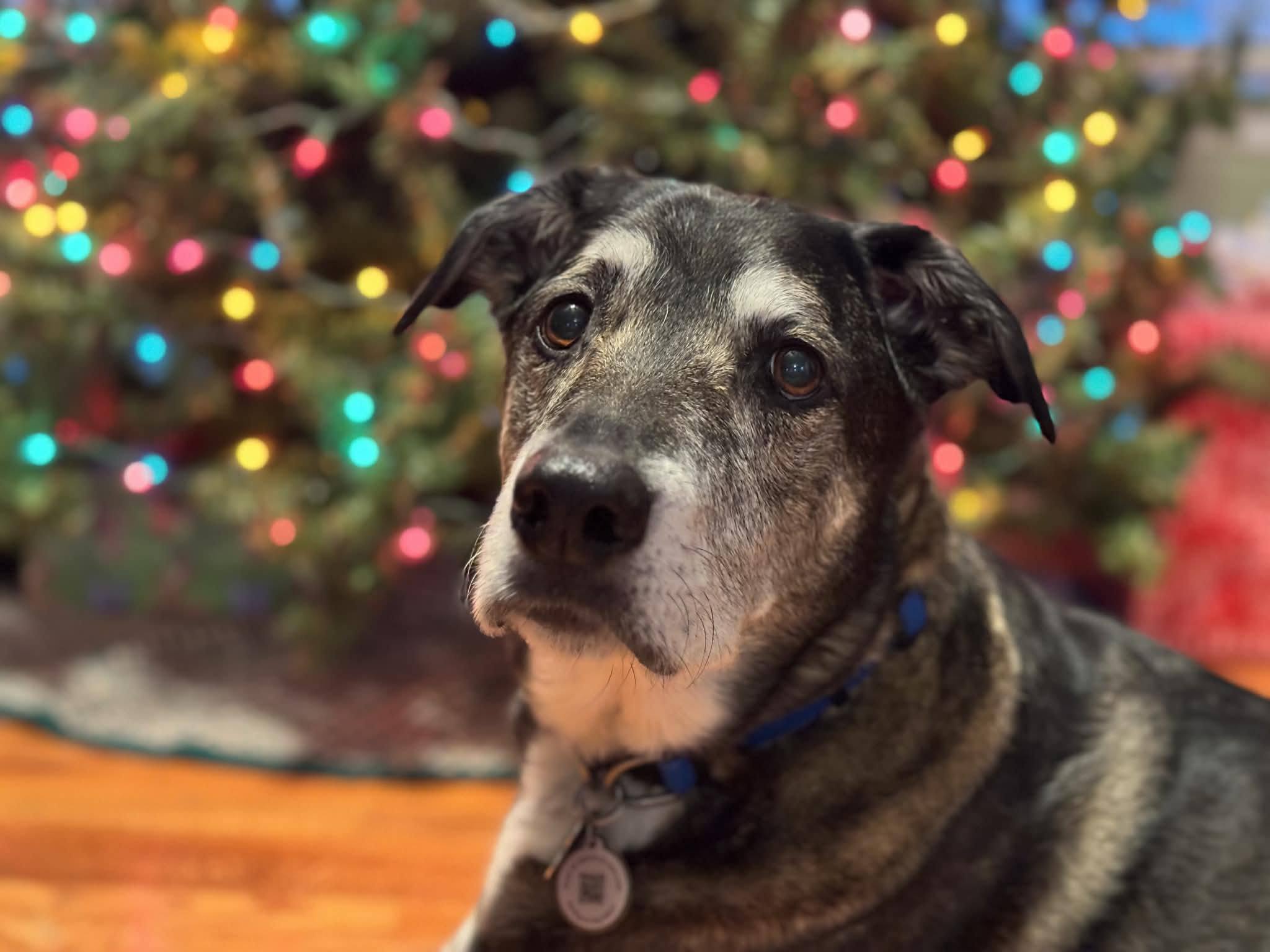 D & S Canine Designs, LLC Lexington