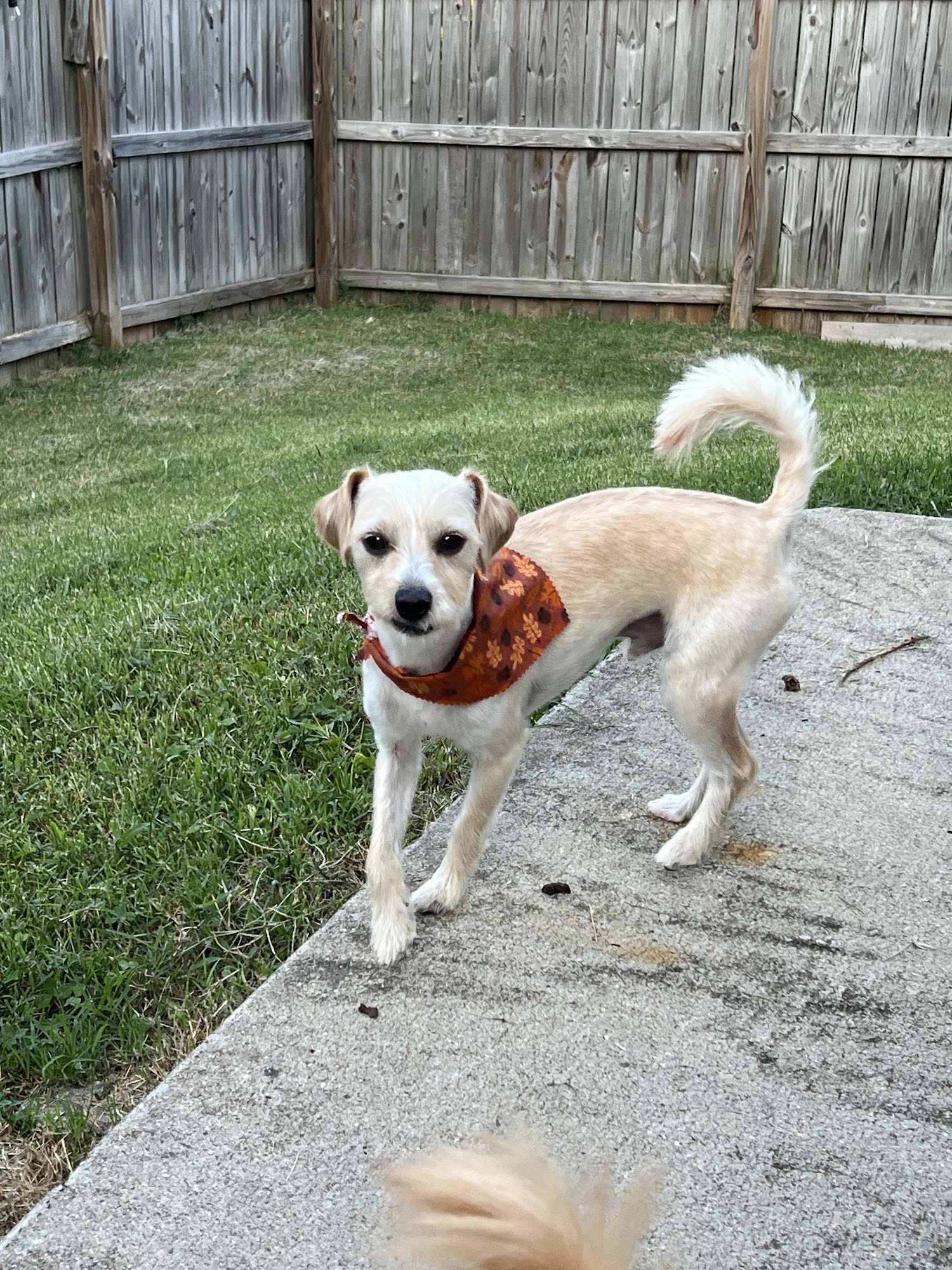 D & S Canine Designs, LLC Lexington