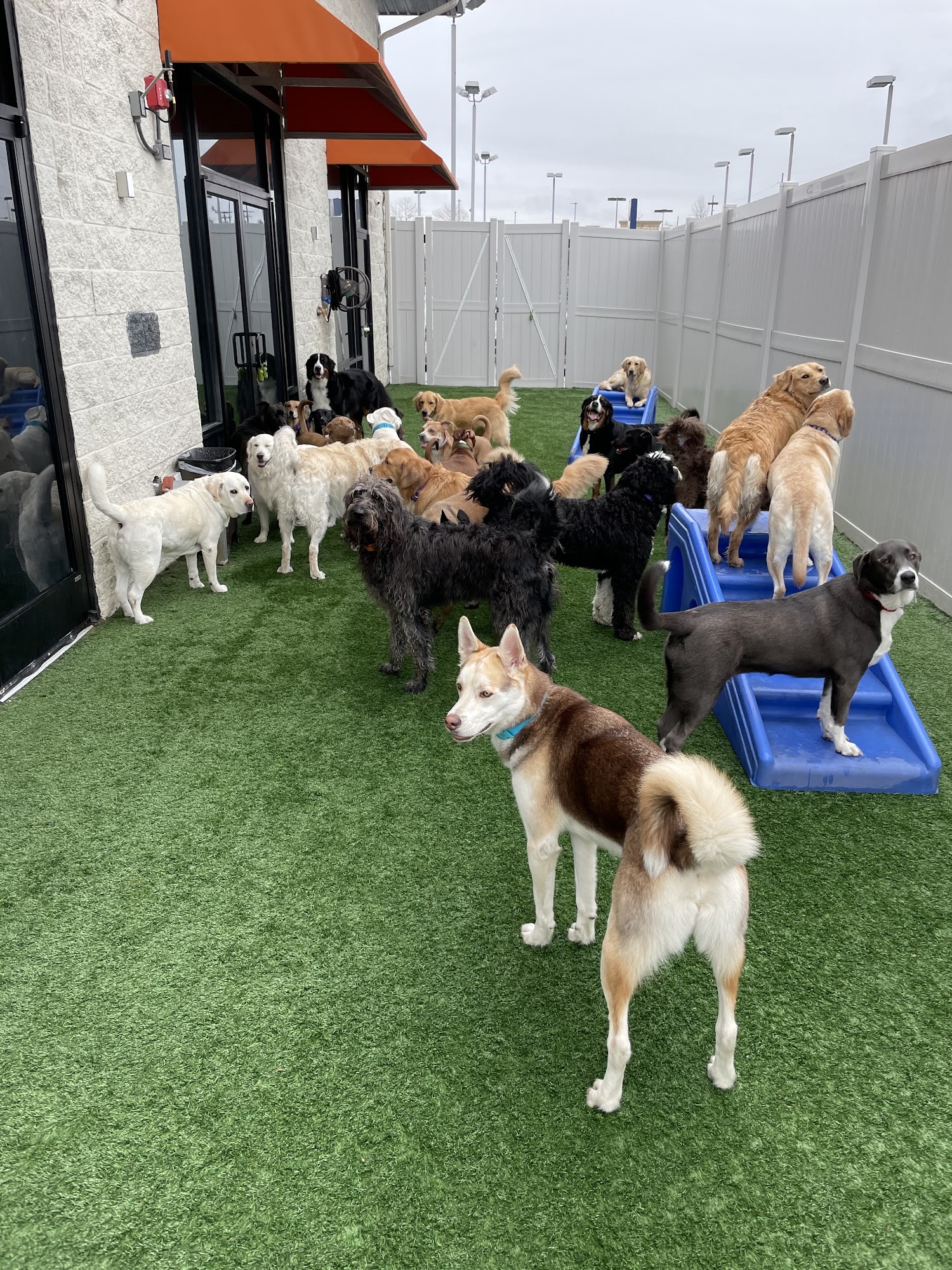 Dogtopia of Lexington Lexington