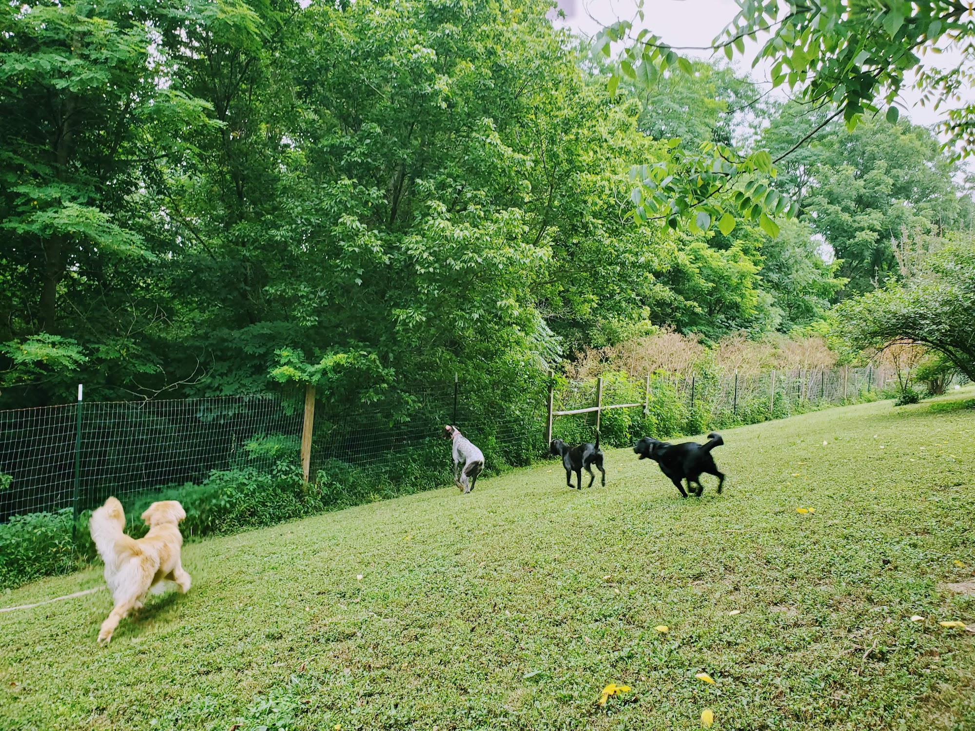 K9 Safari: Pet Sitting, Dog Boarding, Dog Walking and Pet services Lexington