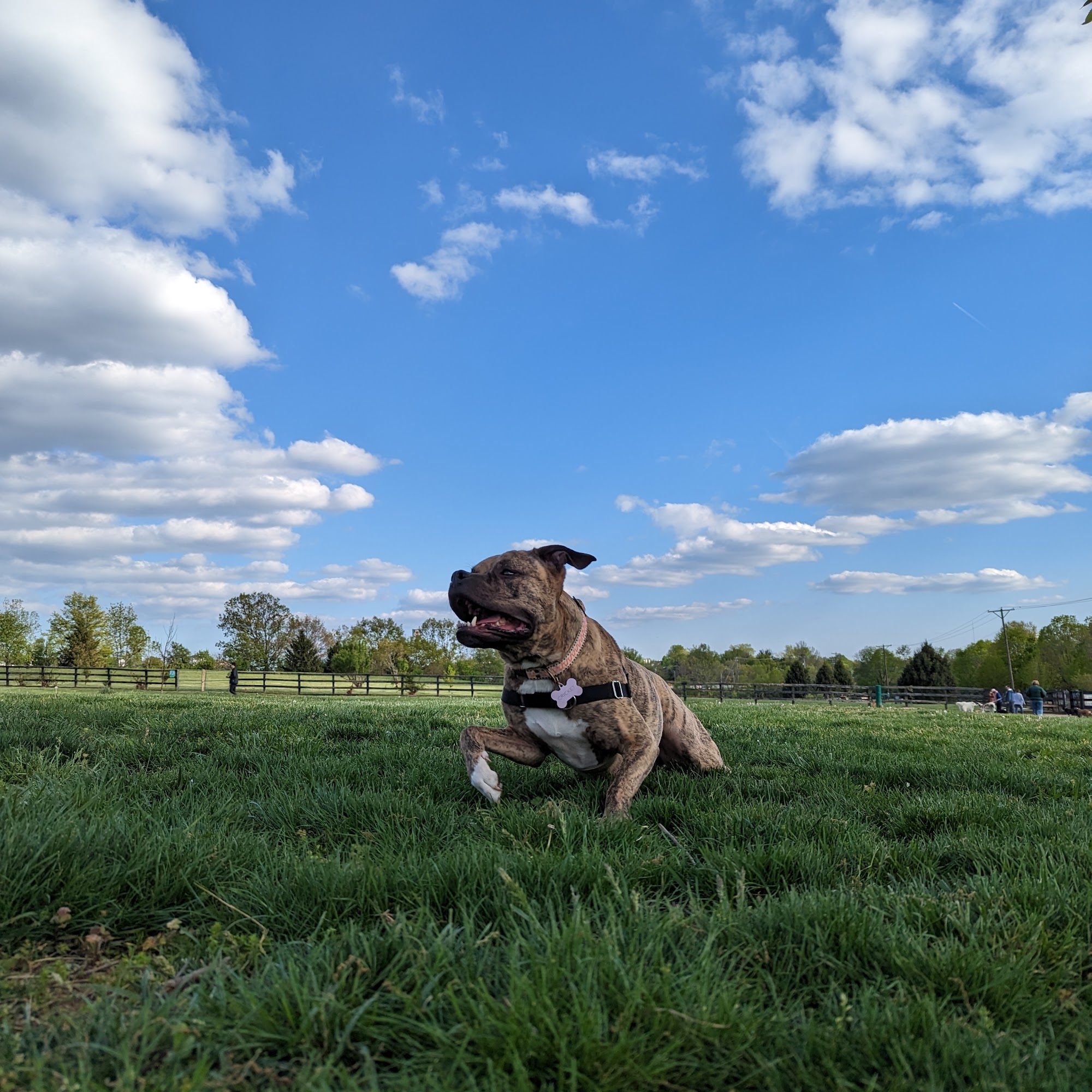 Coldstream Dog Park Lexington