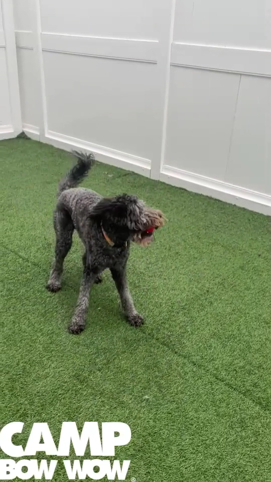 Camp Bow Wow Lexington