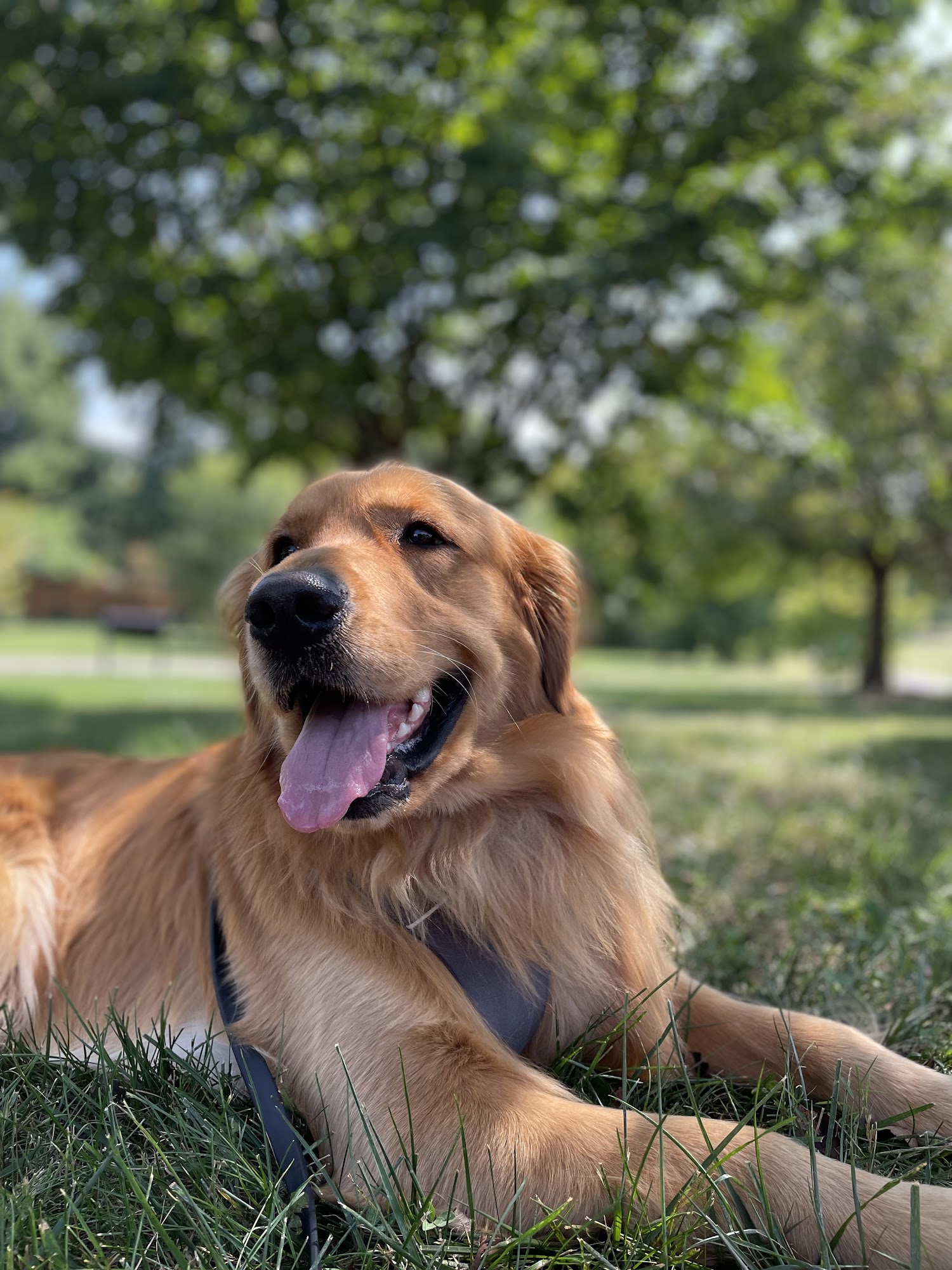 Bluegrass Dog Training Lexington