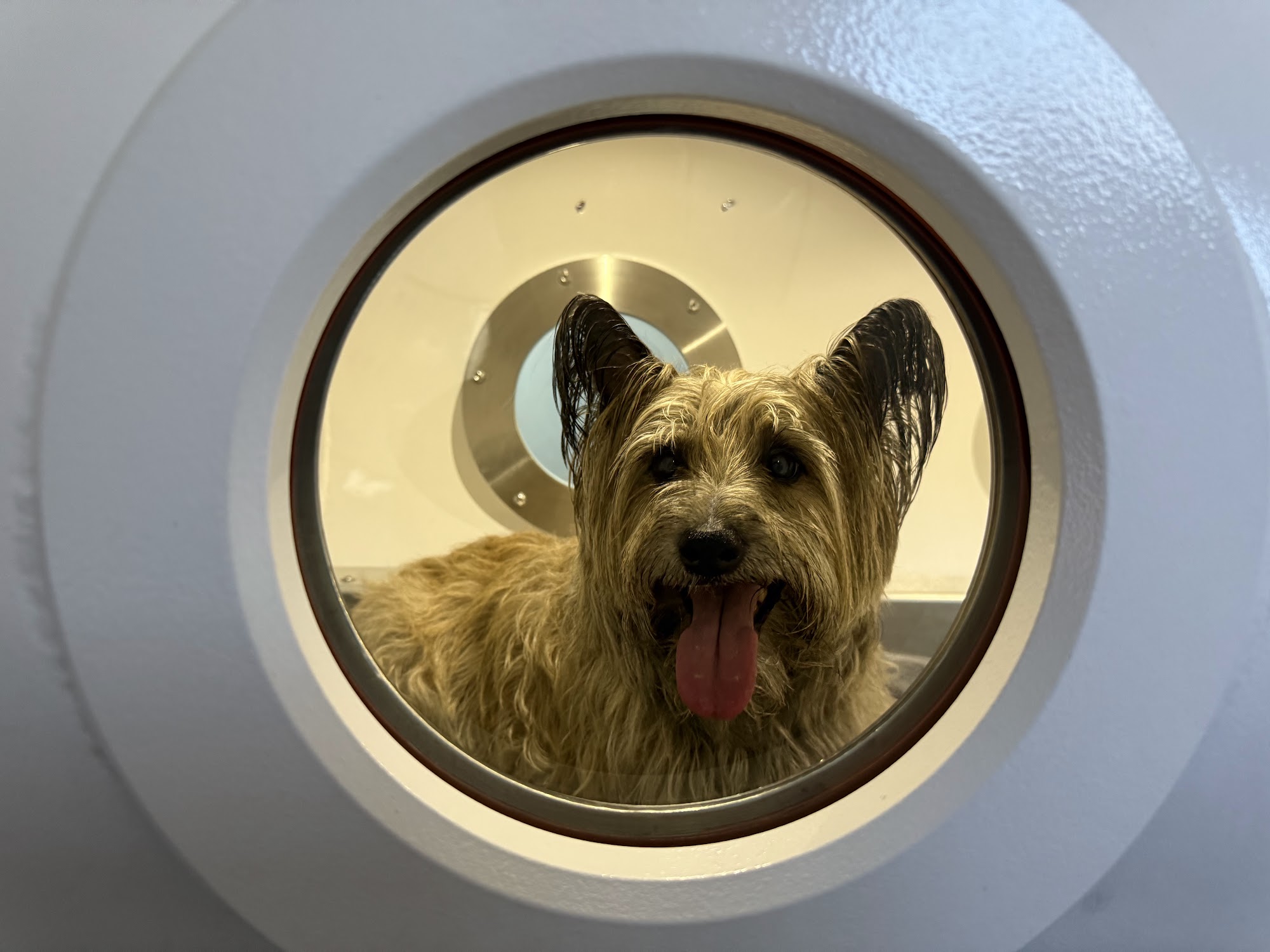 Lexington Veterinary Rehabilitation Lexington