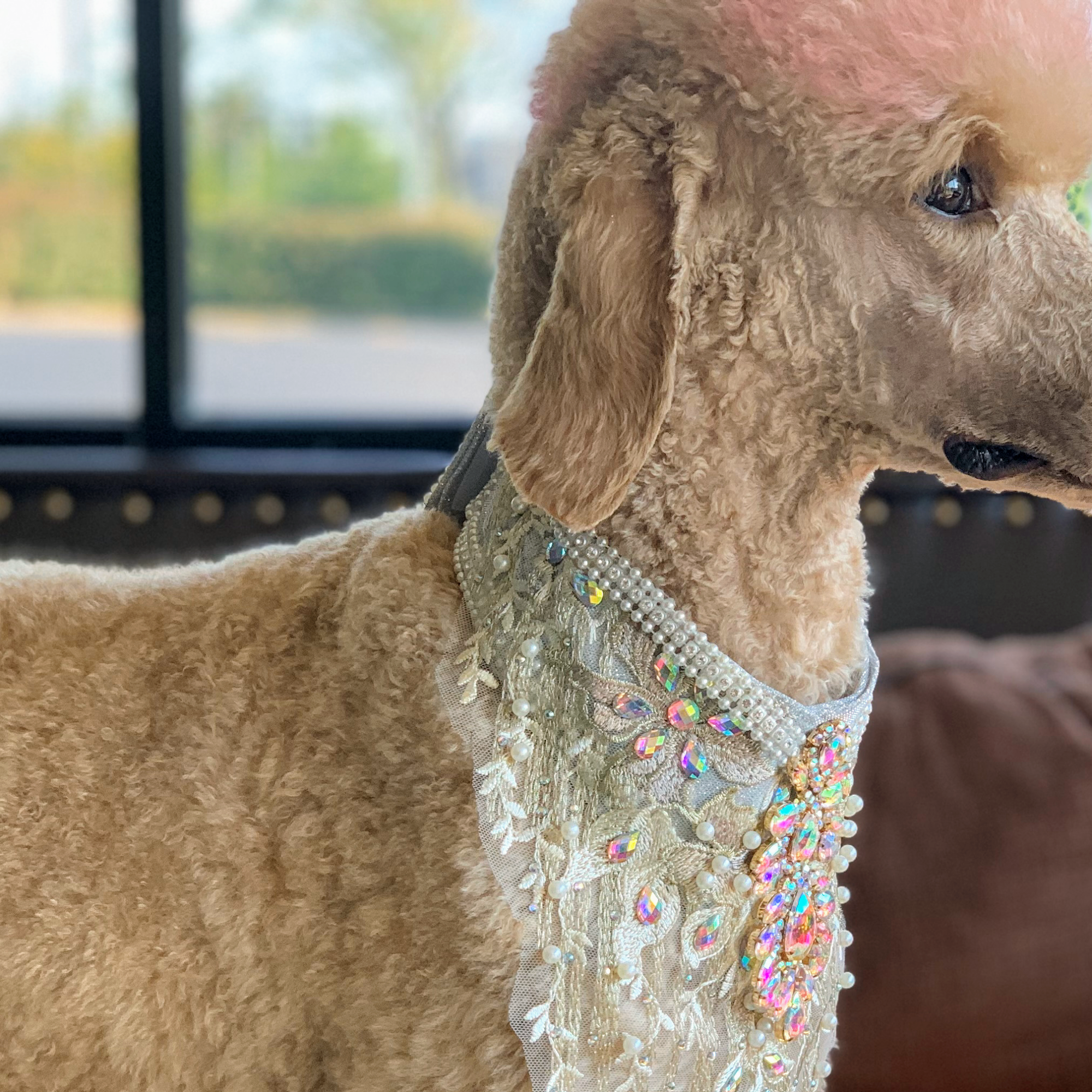 Foxy Paws Boutique Lexington