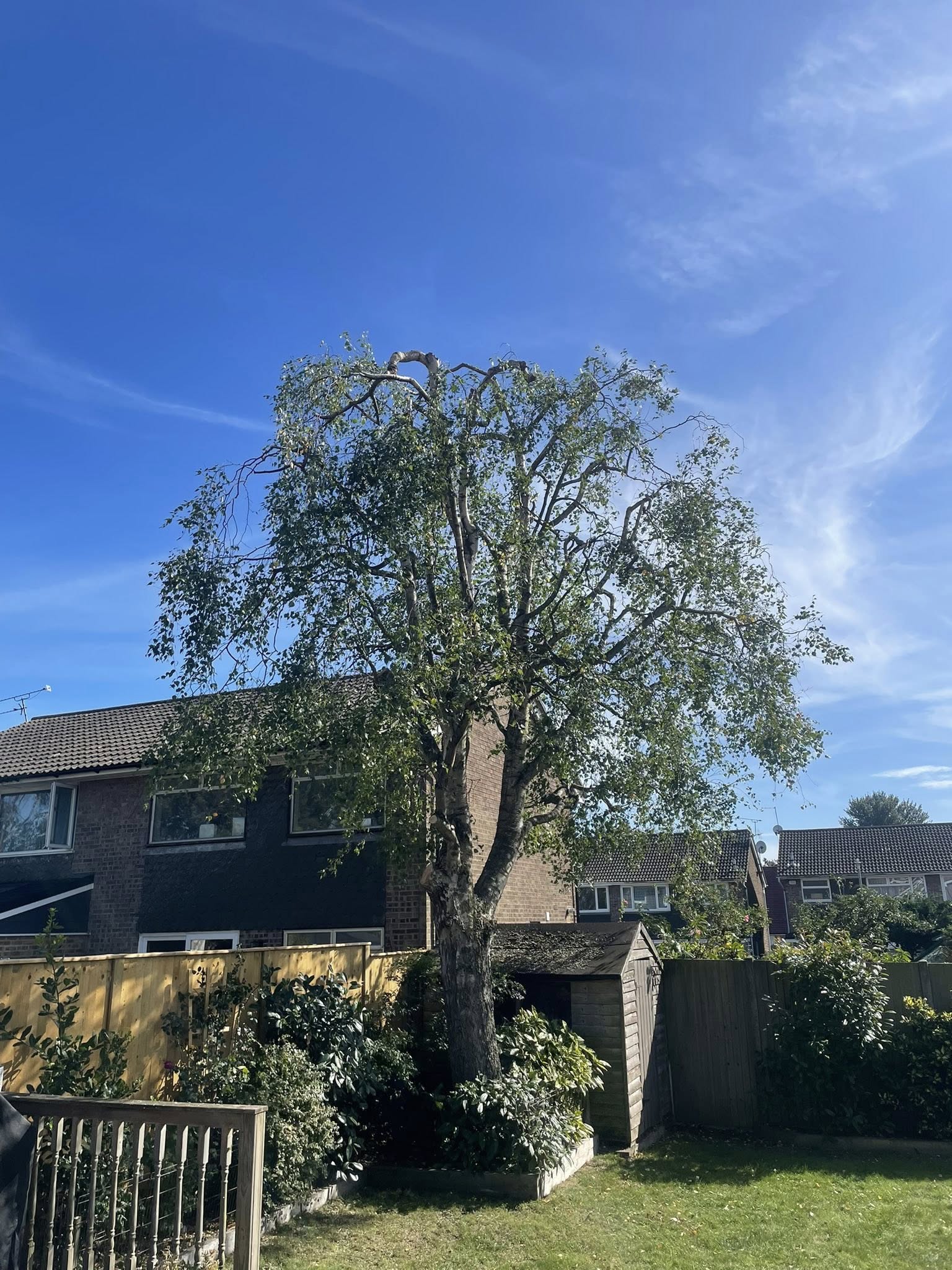woodpecker tree service llc
