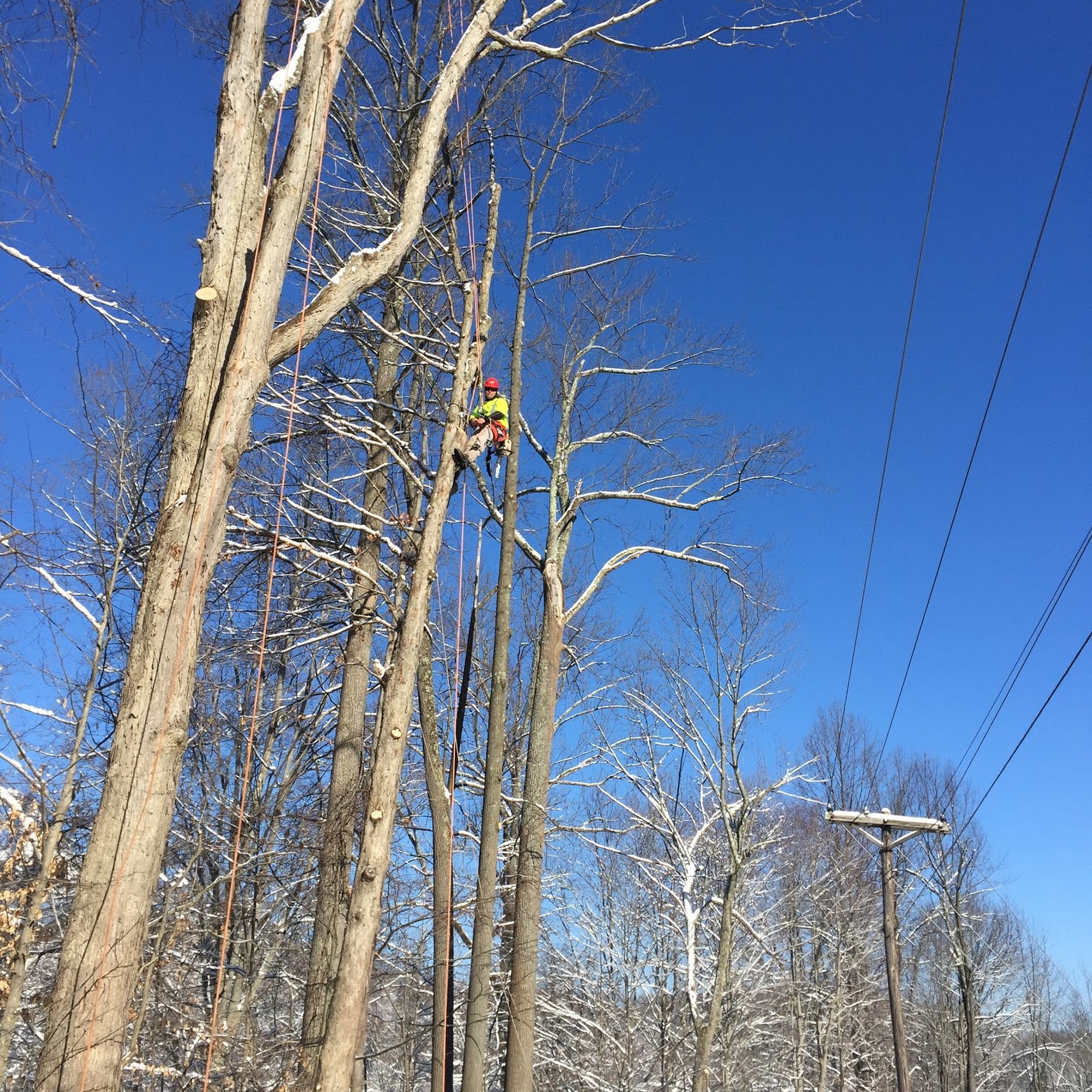 woodpecker tree service llc