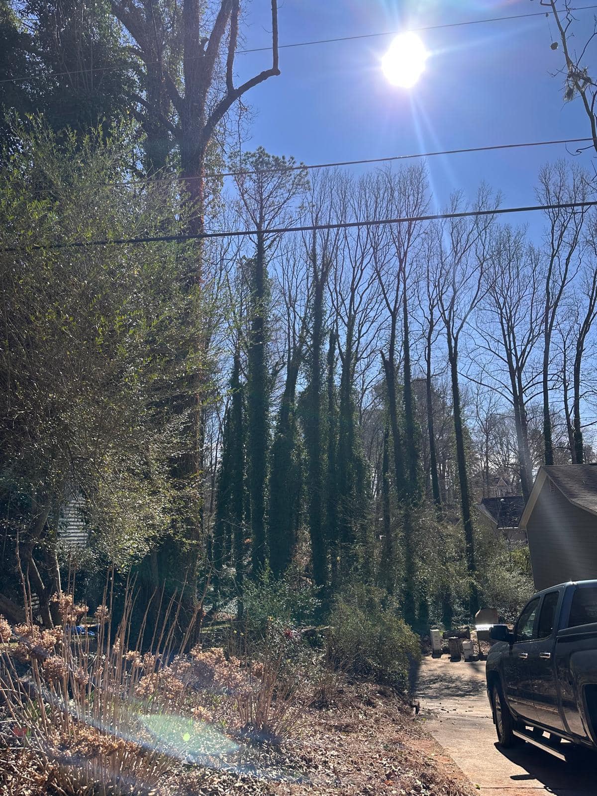 woodpecker tree service llc