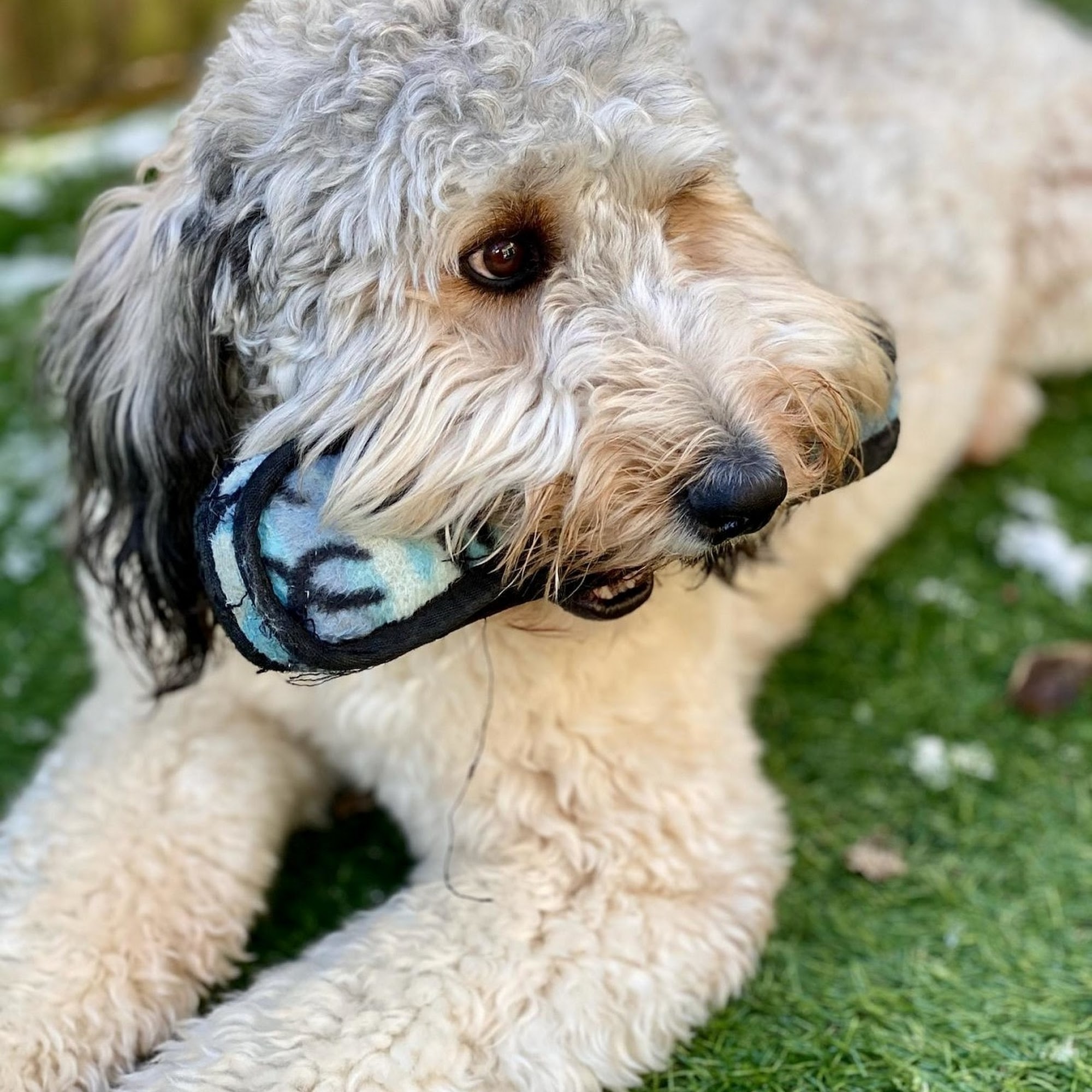 Lexington Dog Walks & Pet Care 669 Berry Ln, Lexington Kentucky 40502