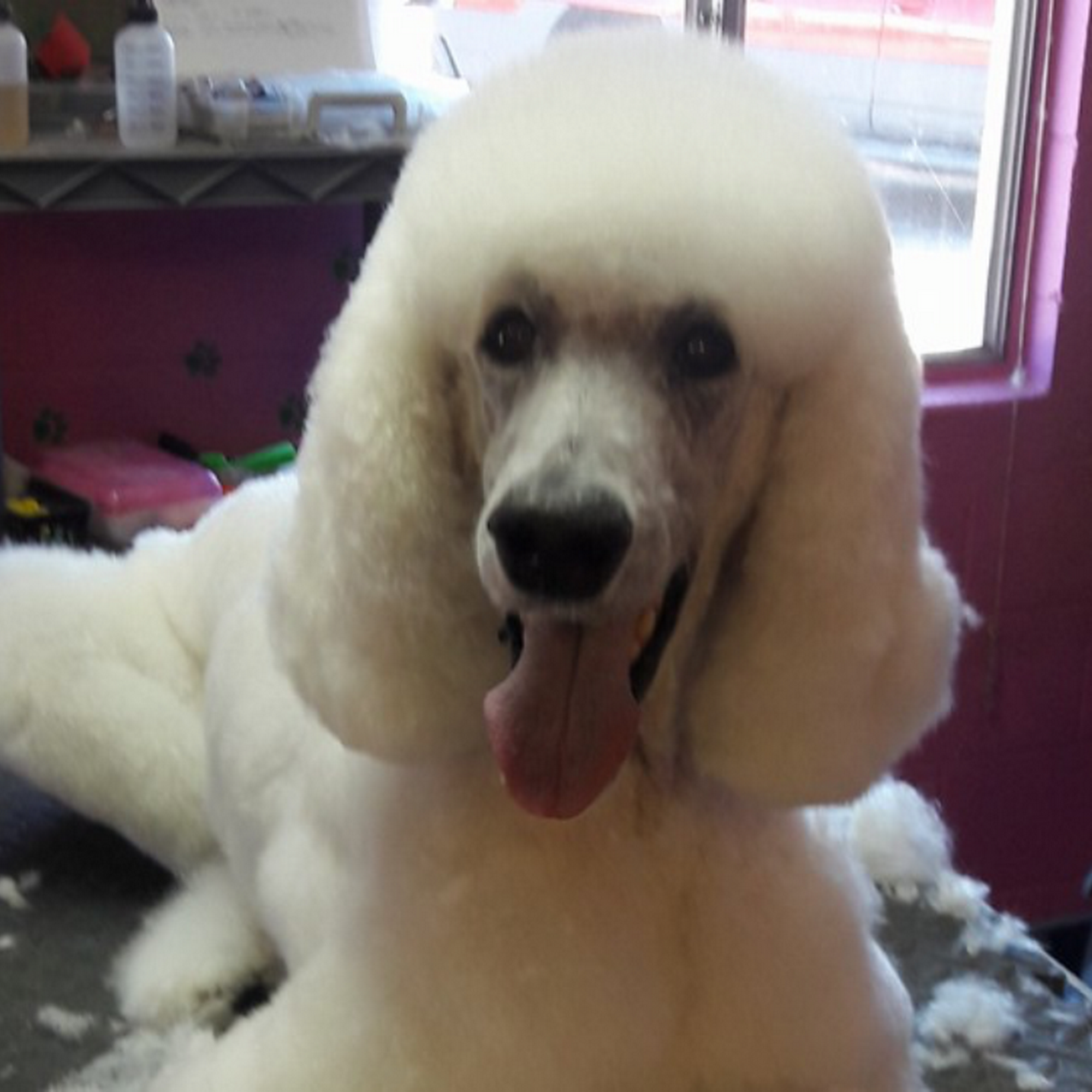 Canine Coiffures Dog Grooming