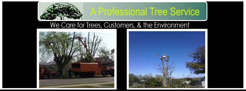 A Professional Tree Service