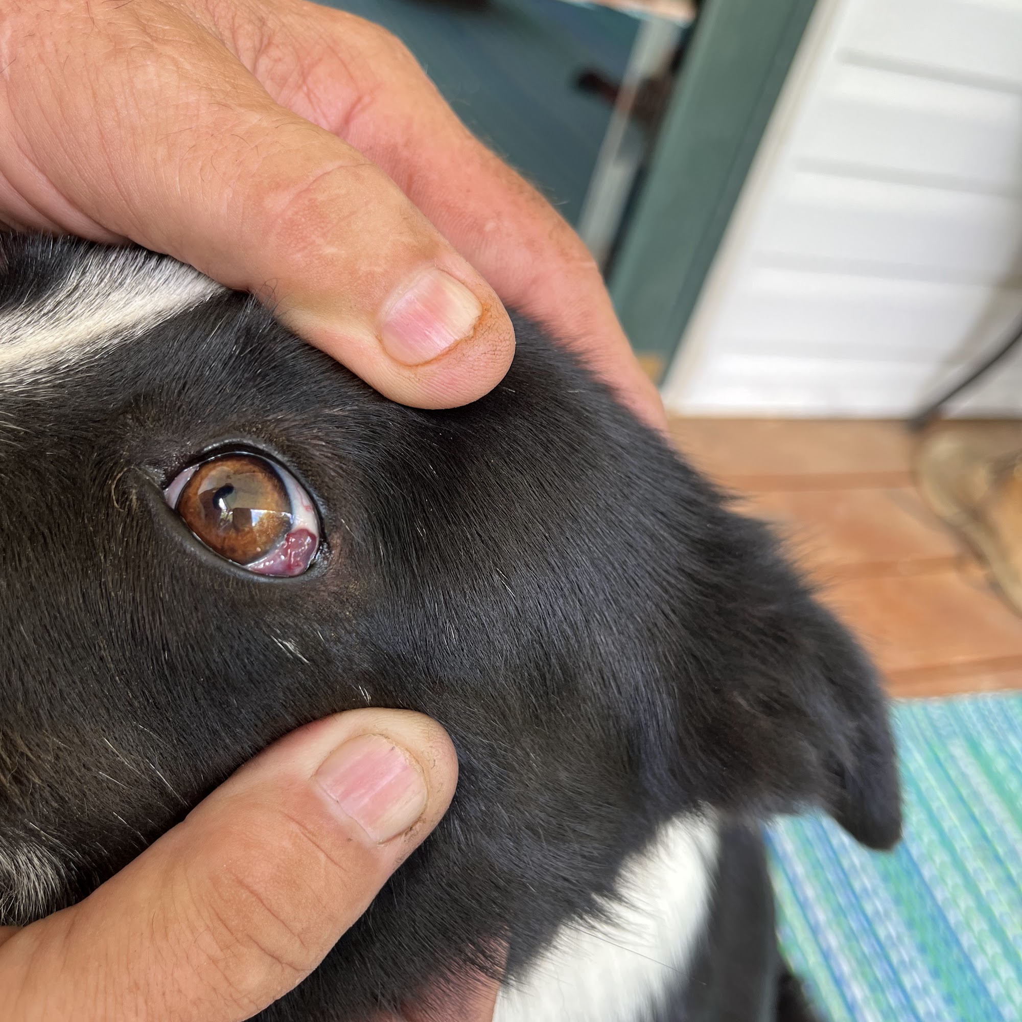 Animal Clinic of Liberty Liberty