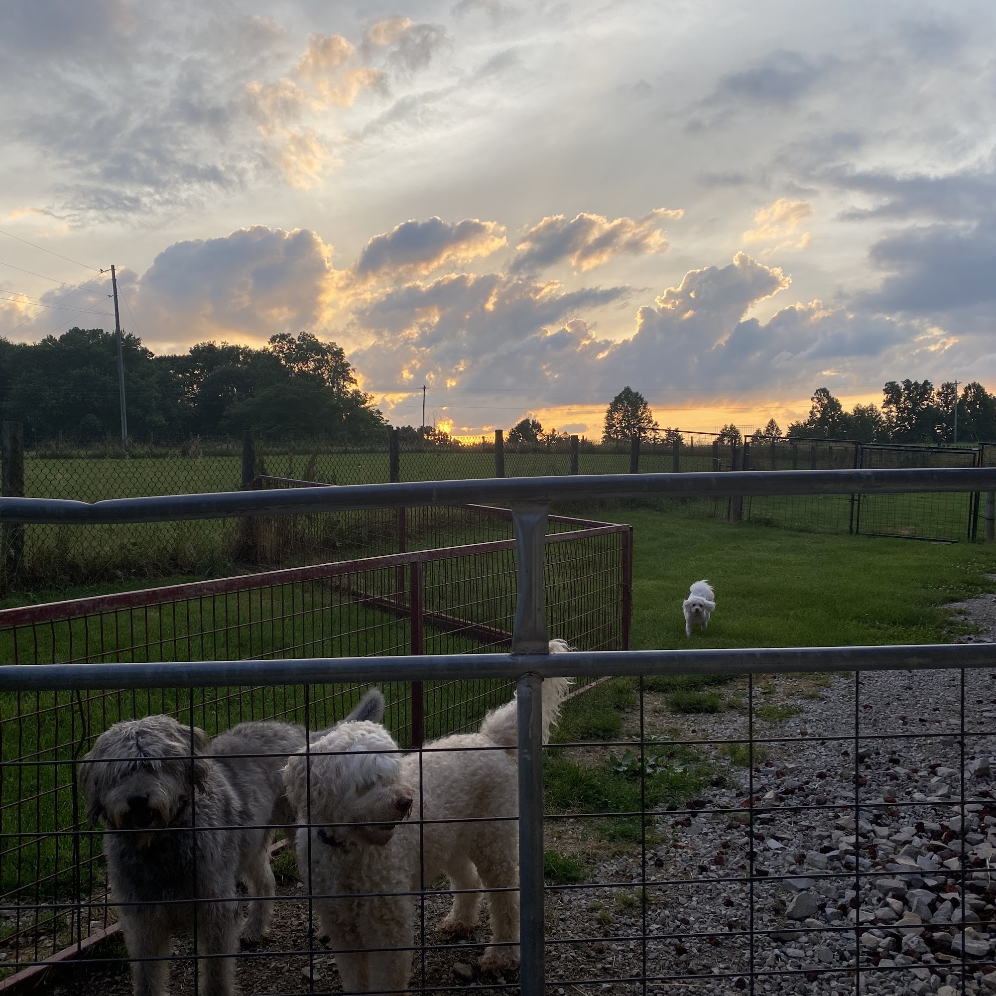 Double H Kennels 4120 State Hwy 1859, Liberty Kentucky 42539