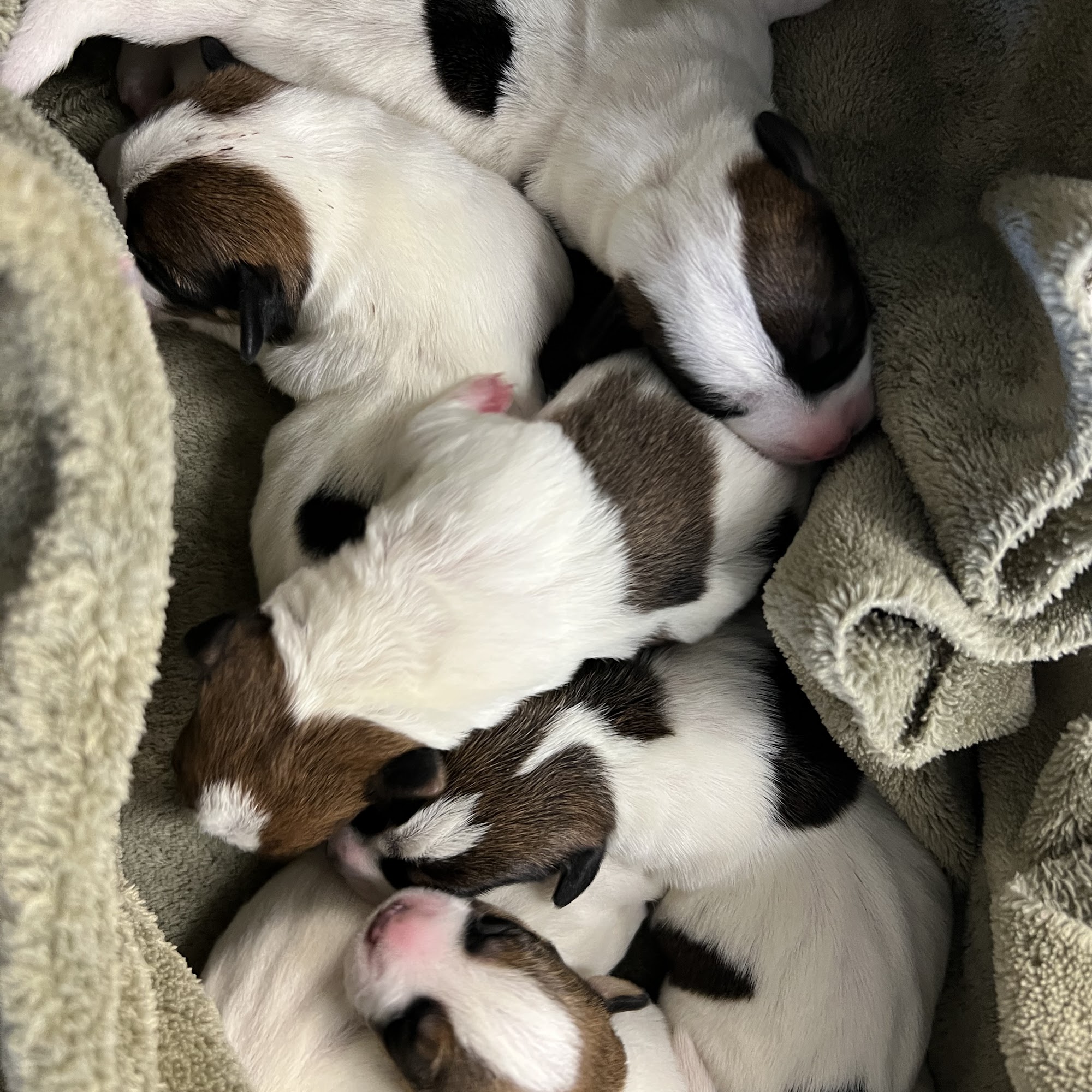 London Veterinary Clinic London