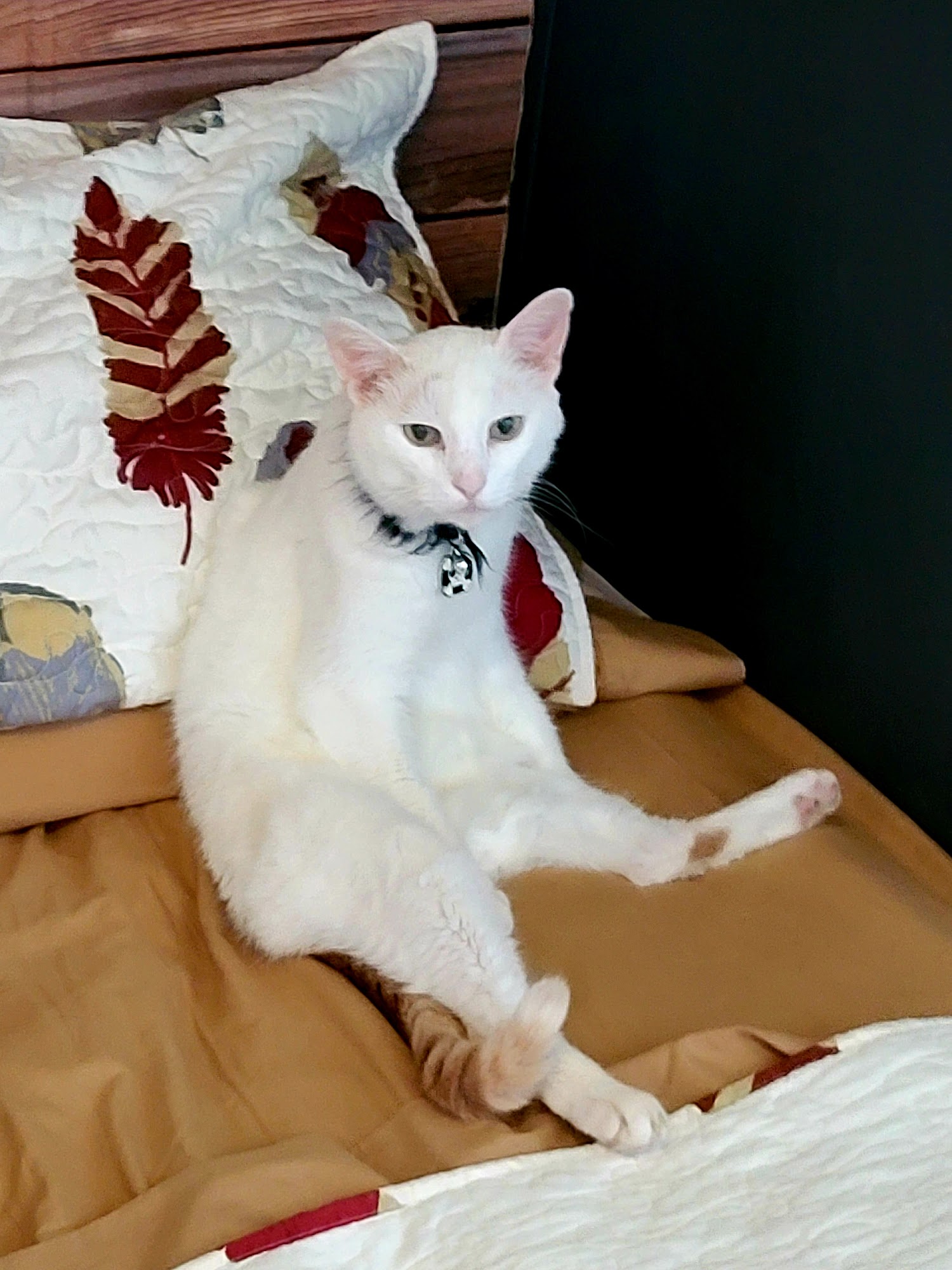 Laura's Dog Retreat London