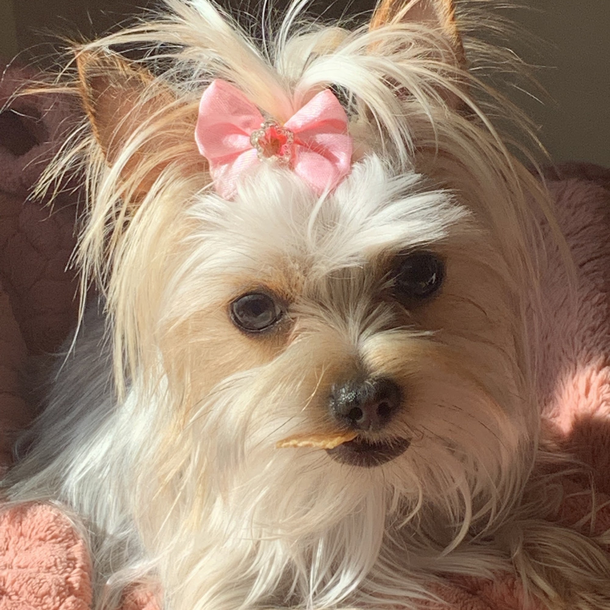 Bright Eyed & Bushy Tailed Grooming