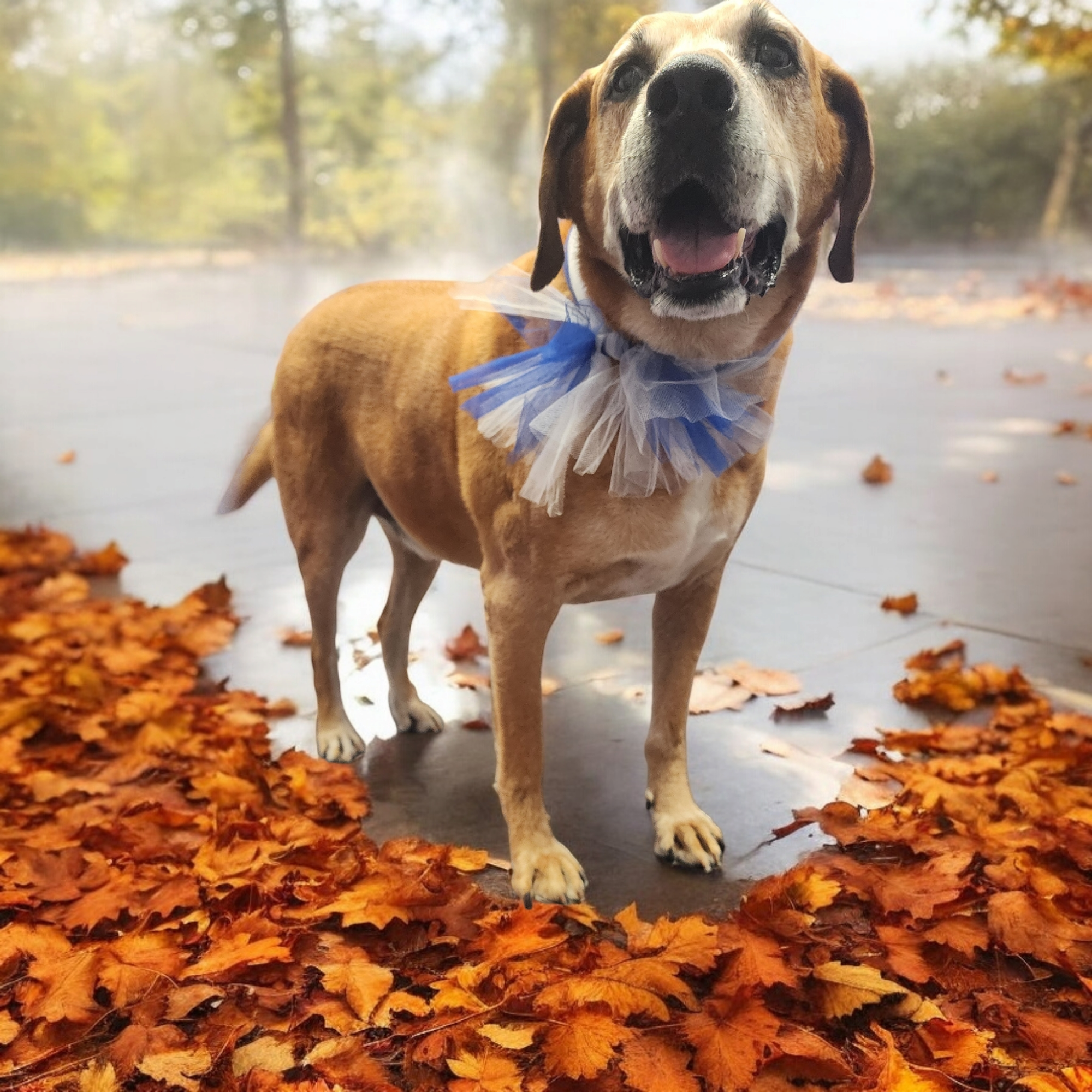Rheinhardt Kennels 4113 Somerset Rd, London Kentucky 40741