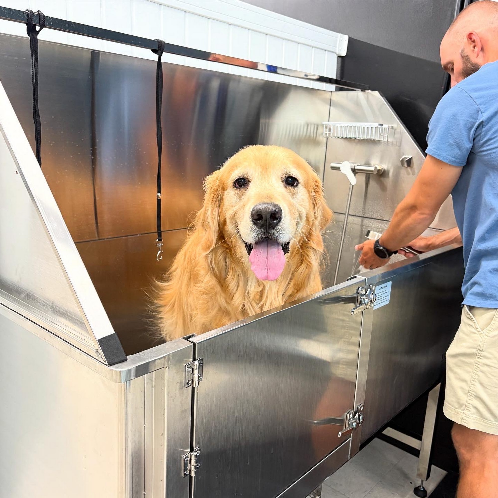 Gone to The Dogs