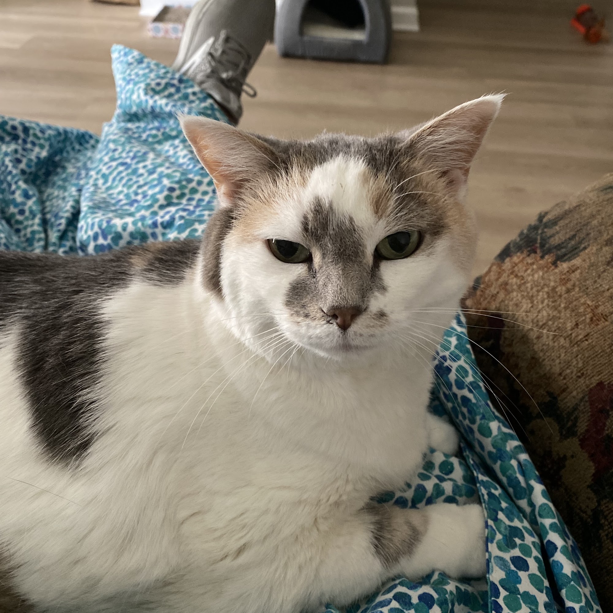 Cat Clinic of Louisville Louisville