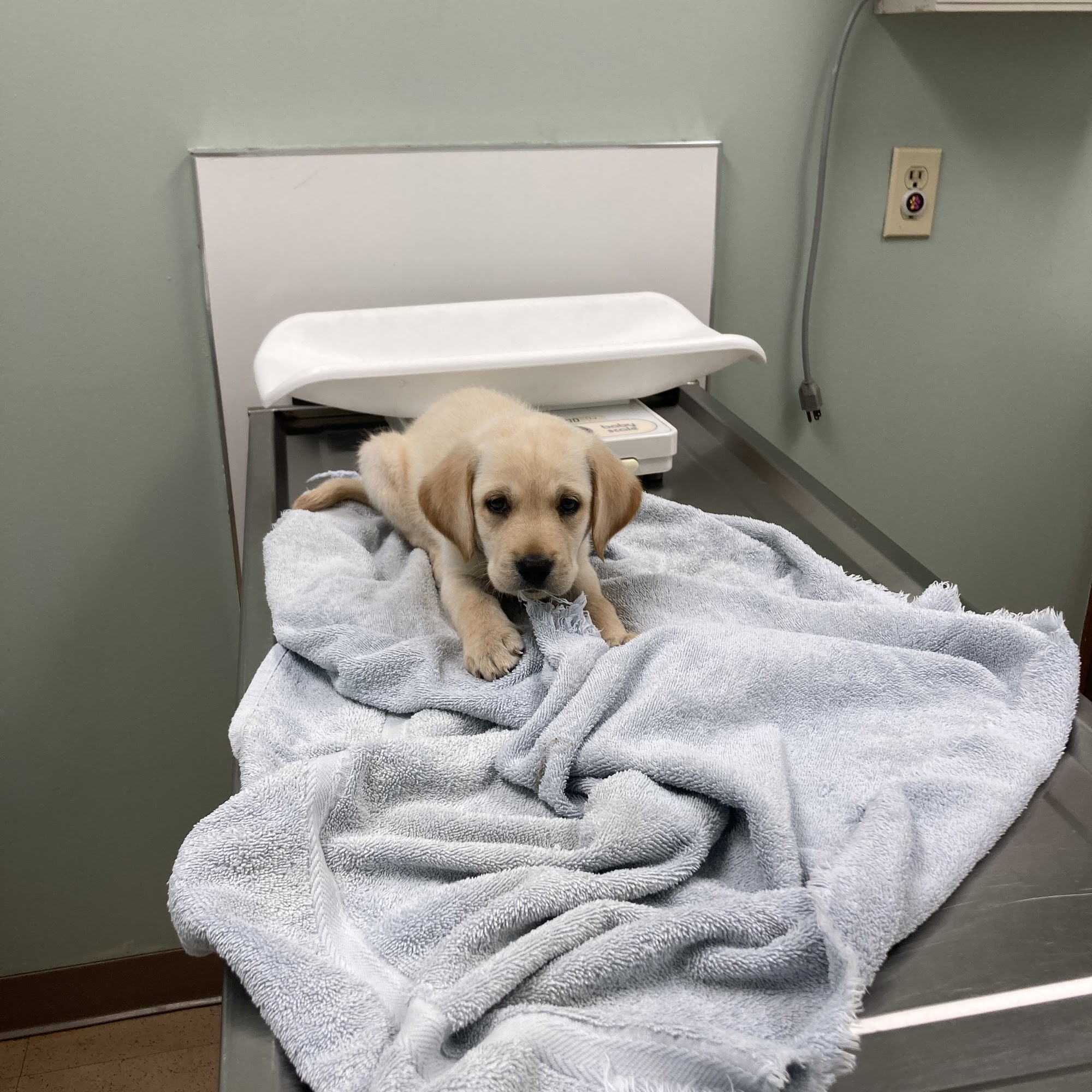 Plantation Animal Clinic Louisville