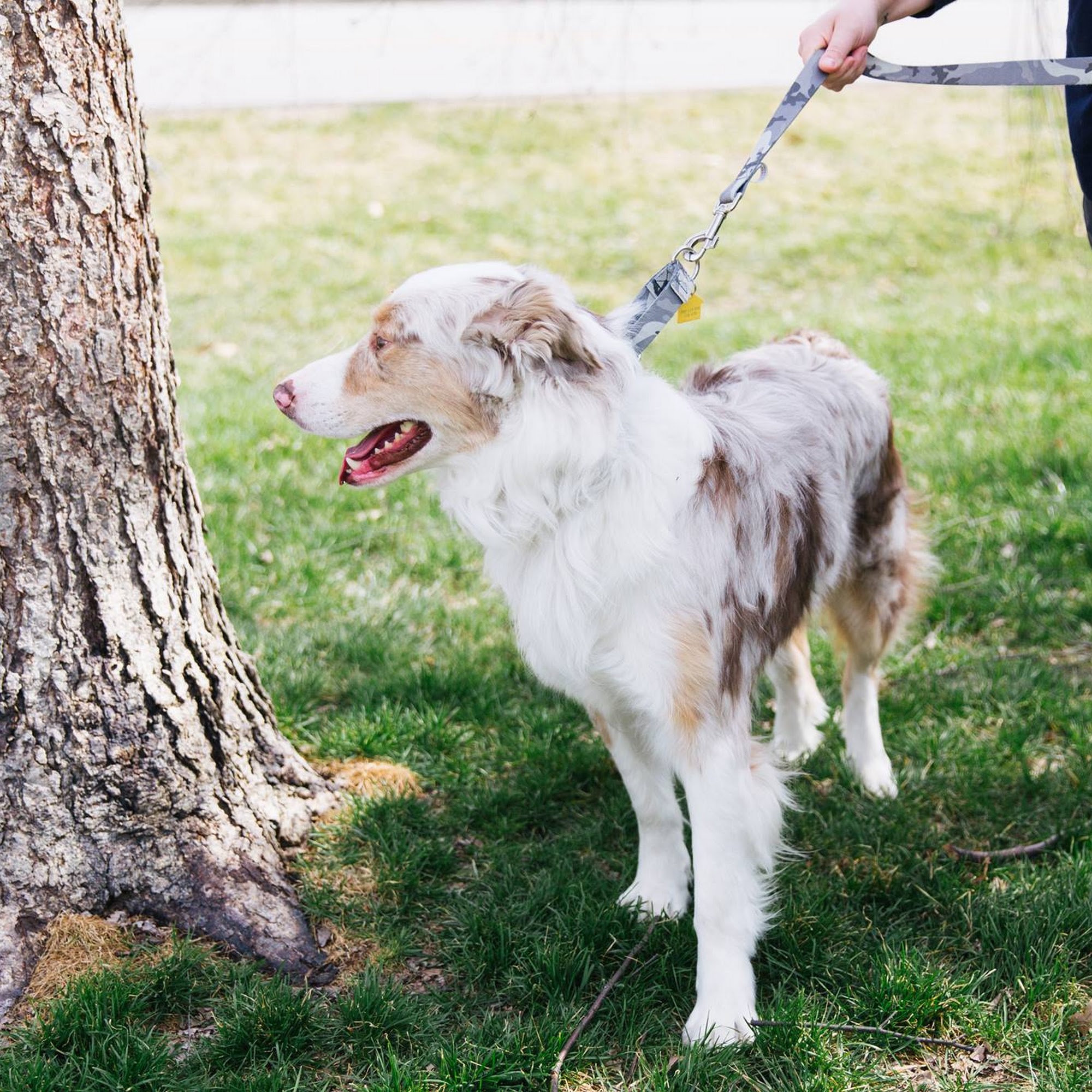 Lyndon Animal Clinic Louisville