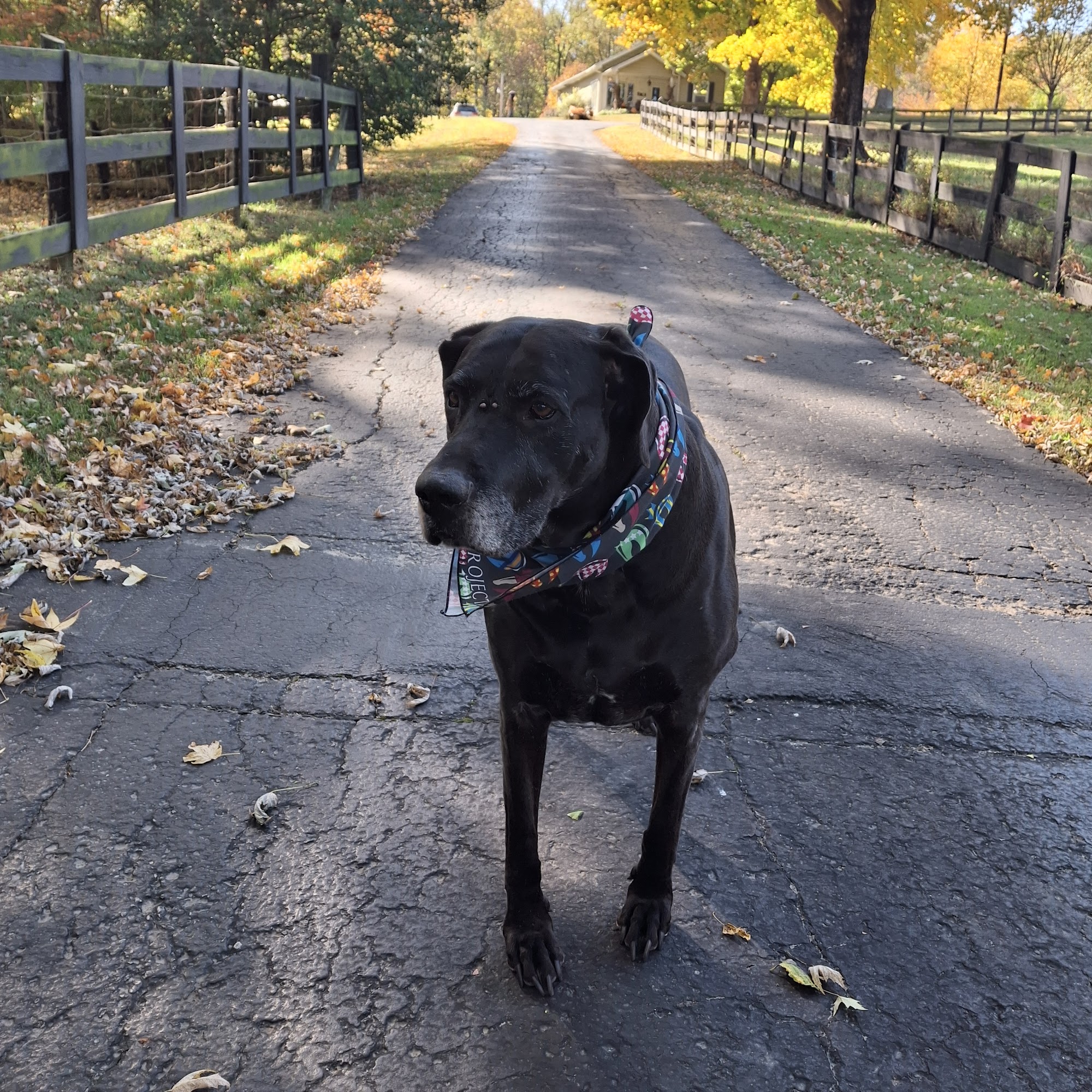 All About Pets Animal Hospital 7826 St Andrews Church Rd, Louisville, KY 40214