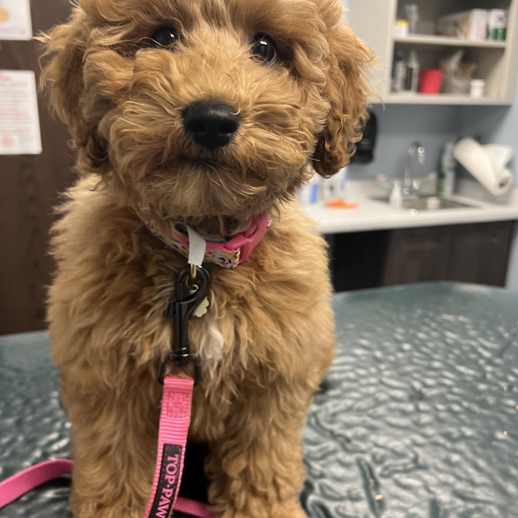 Johnson Animal Clinic Louisville