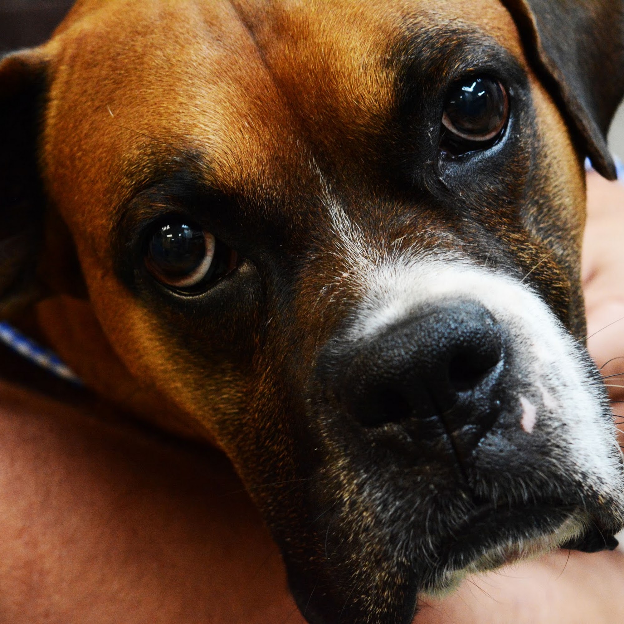 S.N.I.P. Clinic Louisville