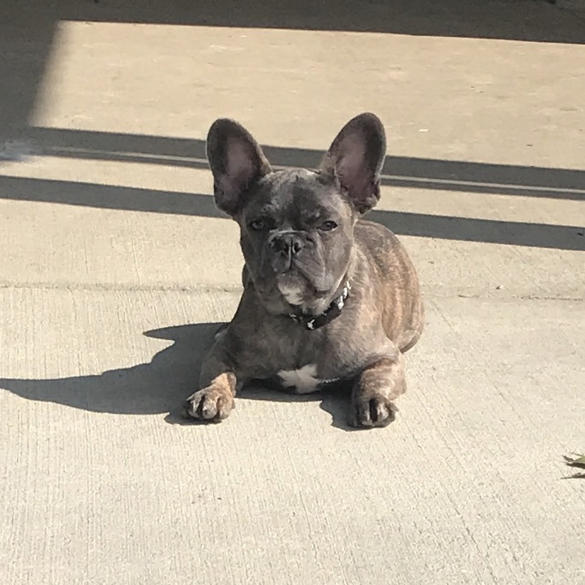 Double H Canine Training Academy Louisville