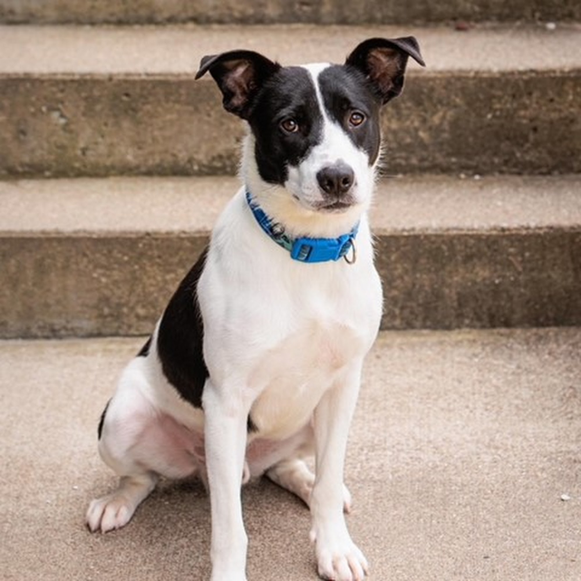 Kentucky Humane Society East Campus Louisville