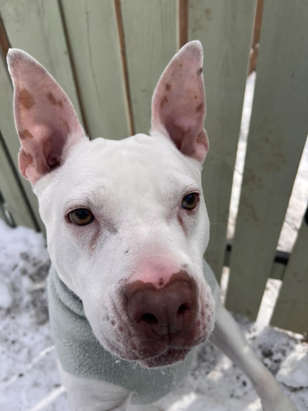 Shamrock Acres Country Kennels Louisville