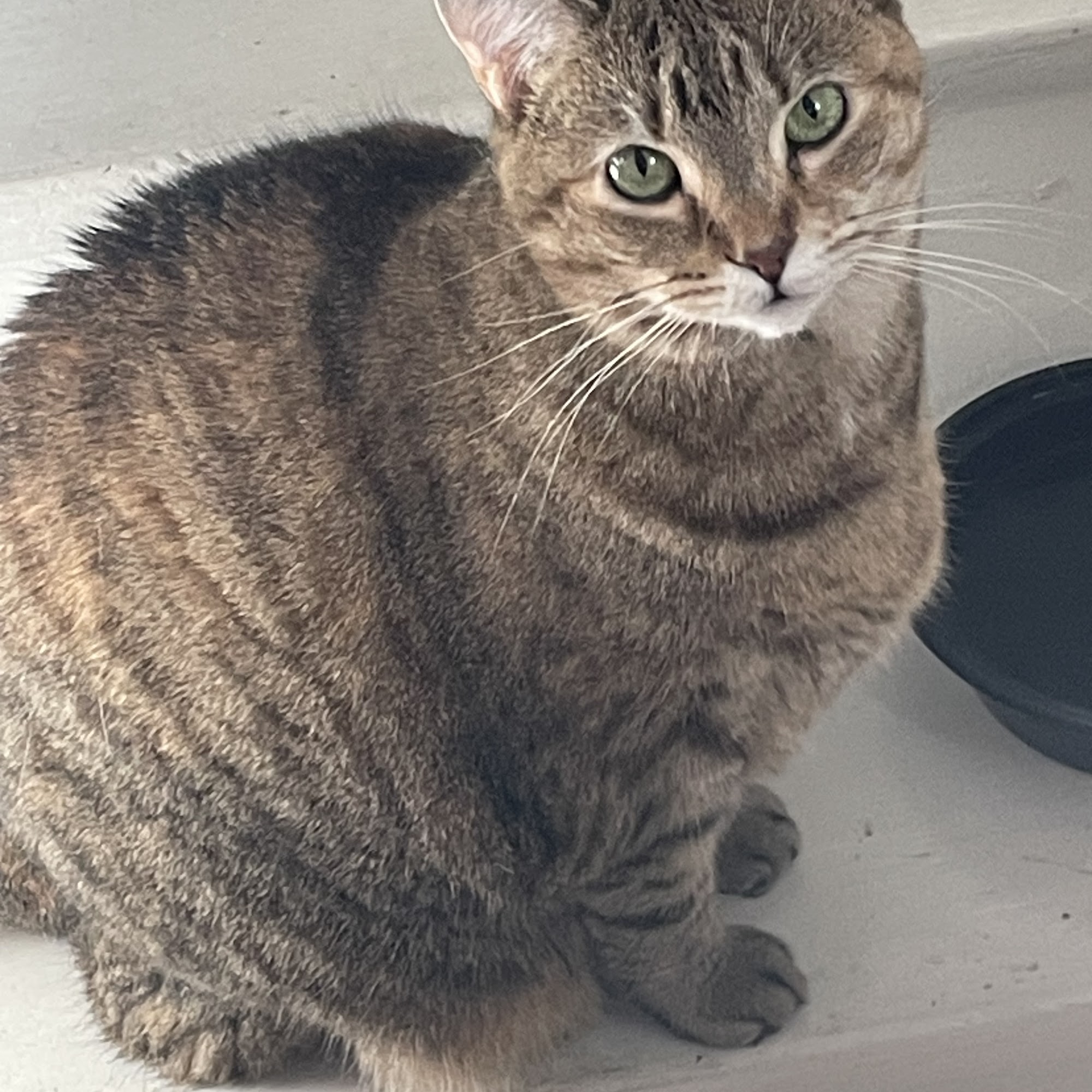 Lisa’s Pet Sitting Service Louisville