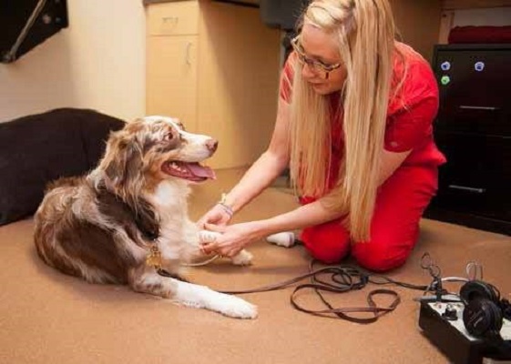 CVCA Cardiac Care For Pets Louisville