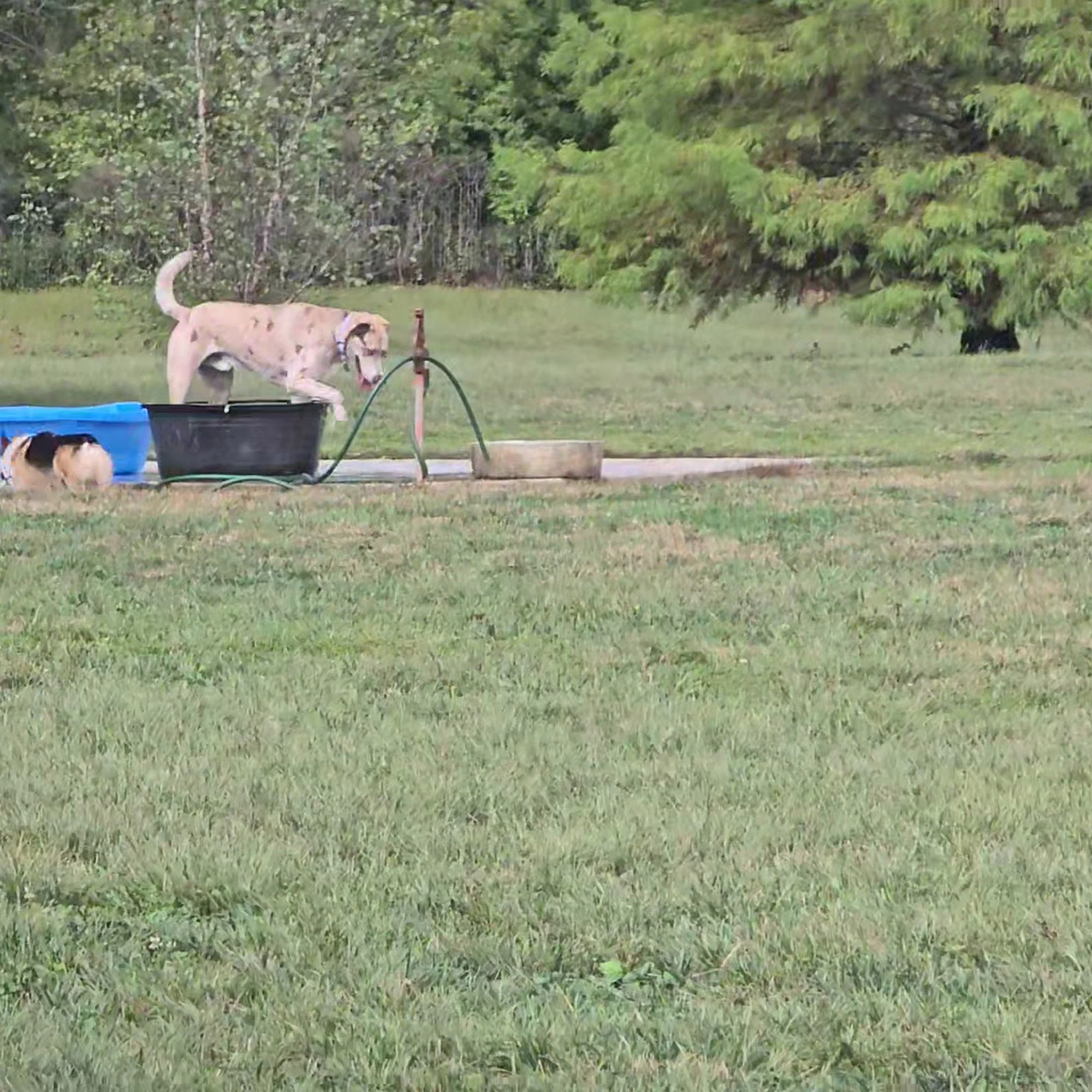 Barklands Louisville