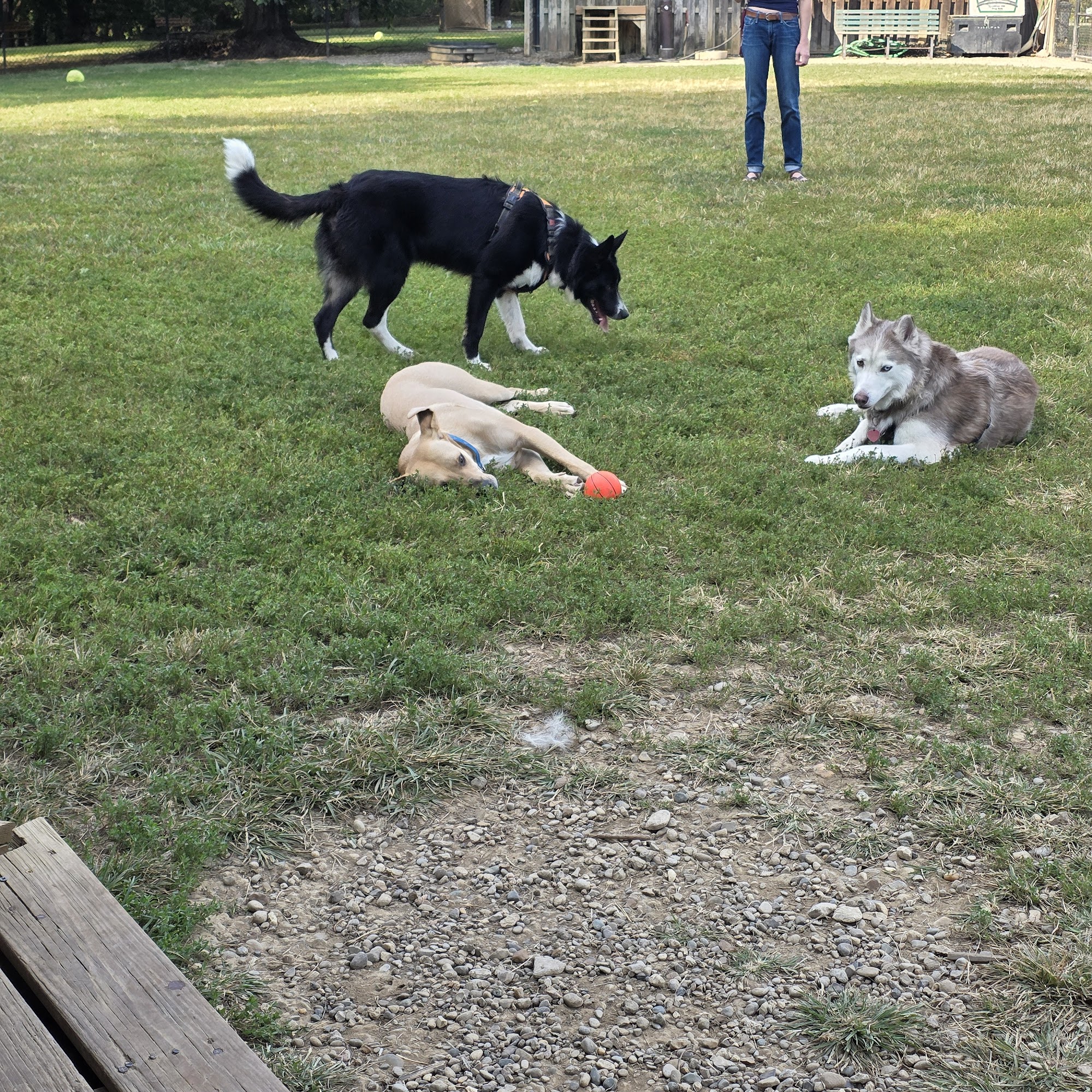 Cochran Hill Dog Run (Members Only) Louisville