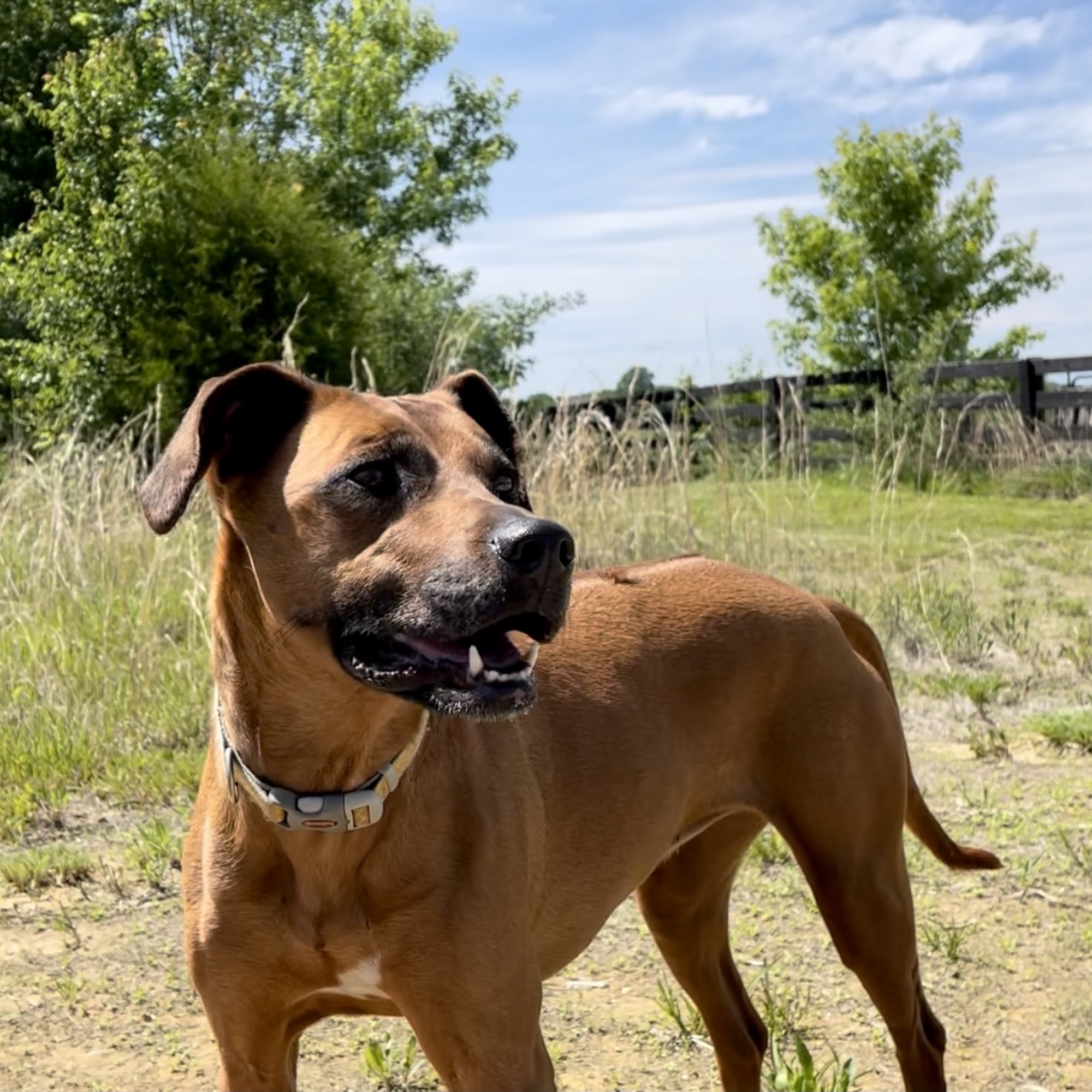 Top Dog Training, LLC Louisville