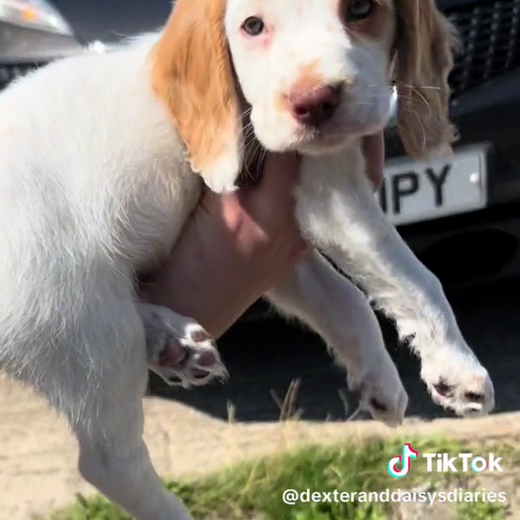 Wigglewow Louisville