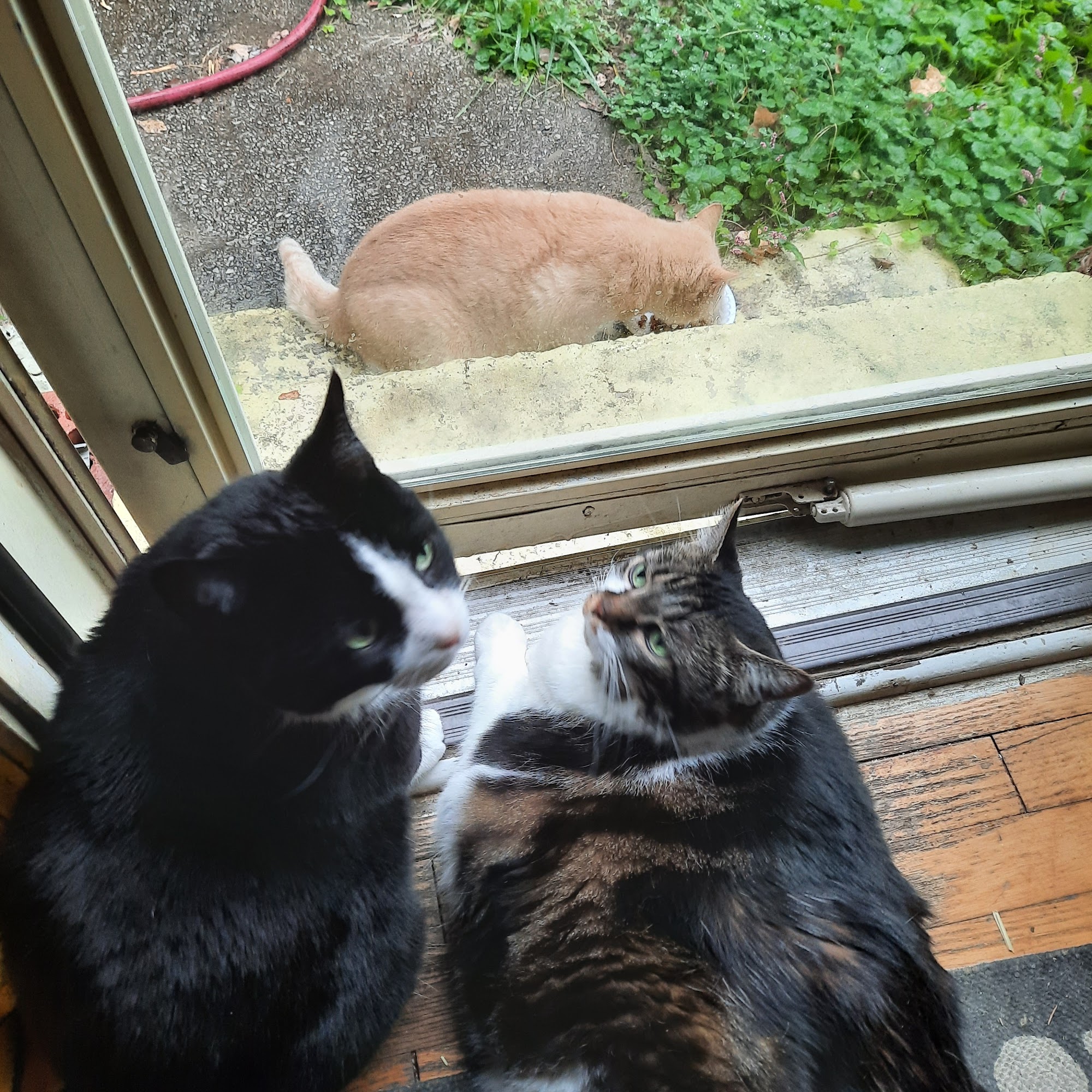 Animal Medical Center Madisonville