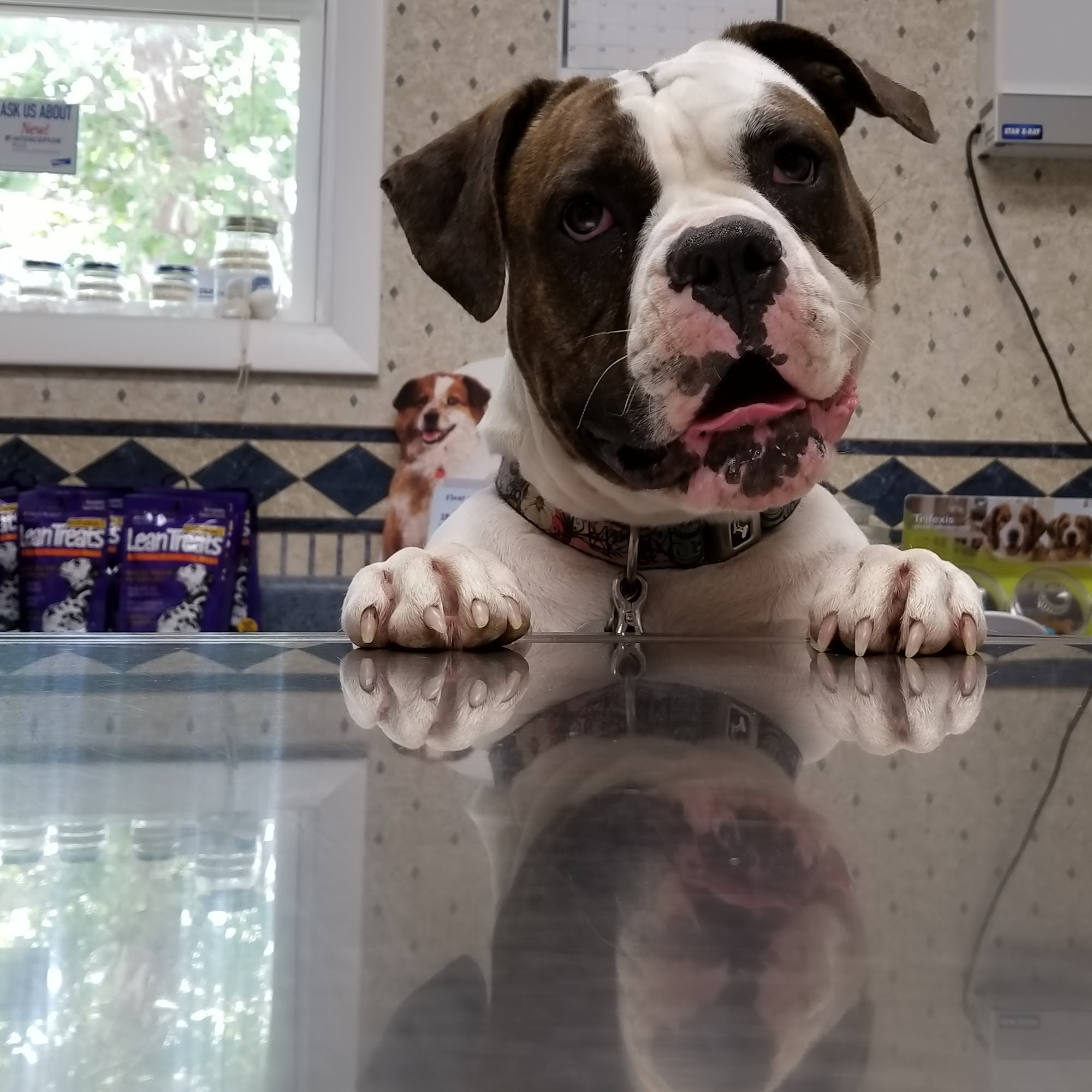 Tender Care Veterinary Clinic Madisonville