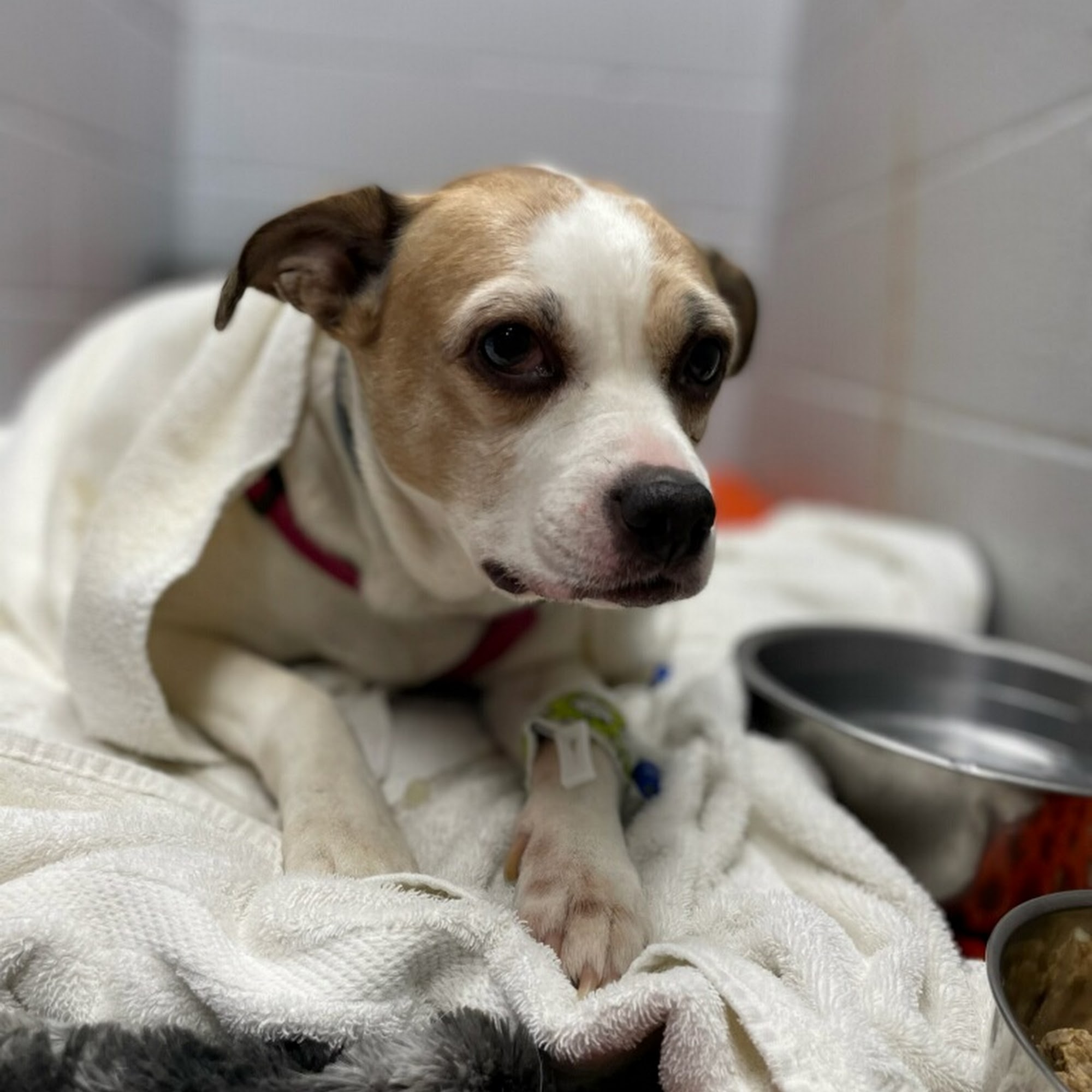 Pennyrile Animal Clinic Madisonville