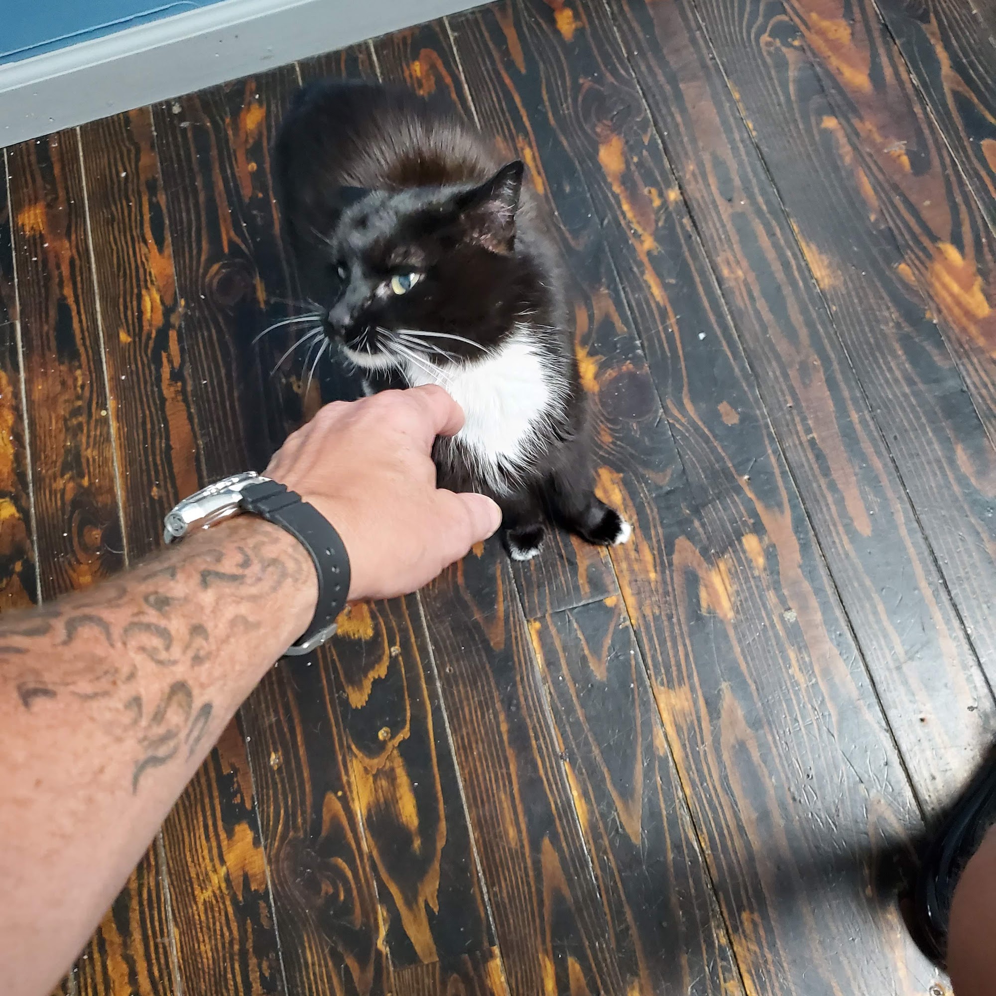 Noah's Ark Animal Hospital Manchester