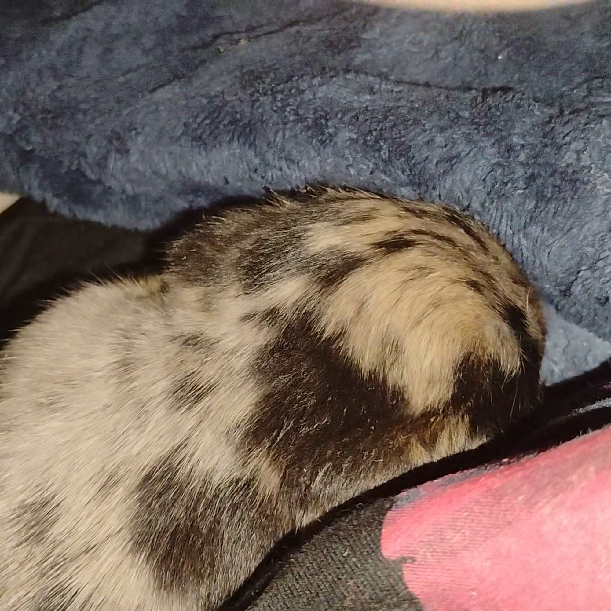 DG Market Manchester