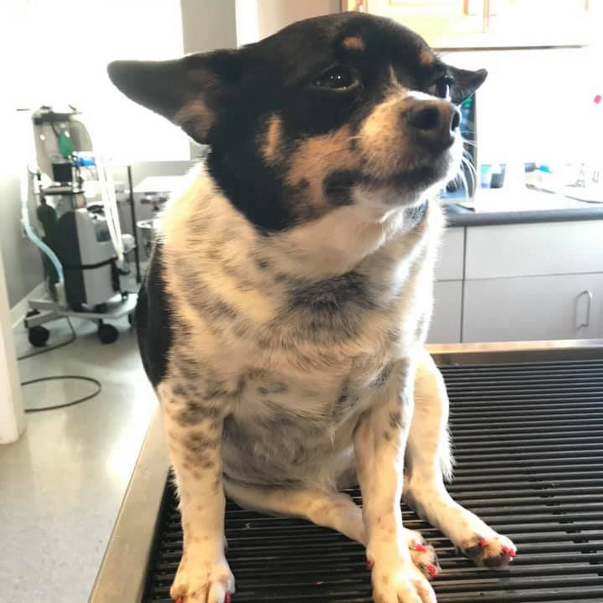 Animal Practice Of Marion Hospital & Boarding Marion