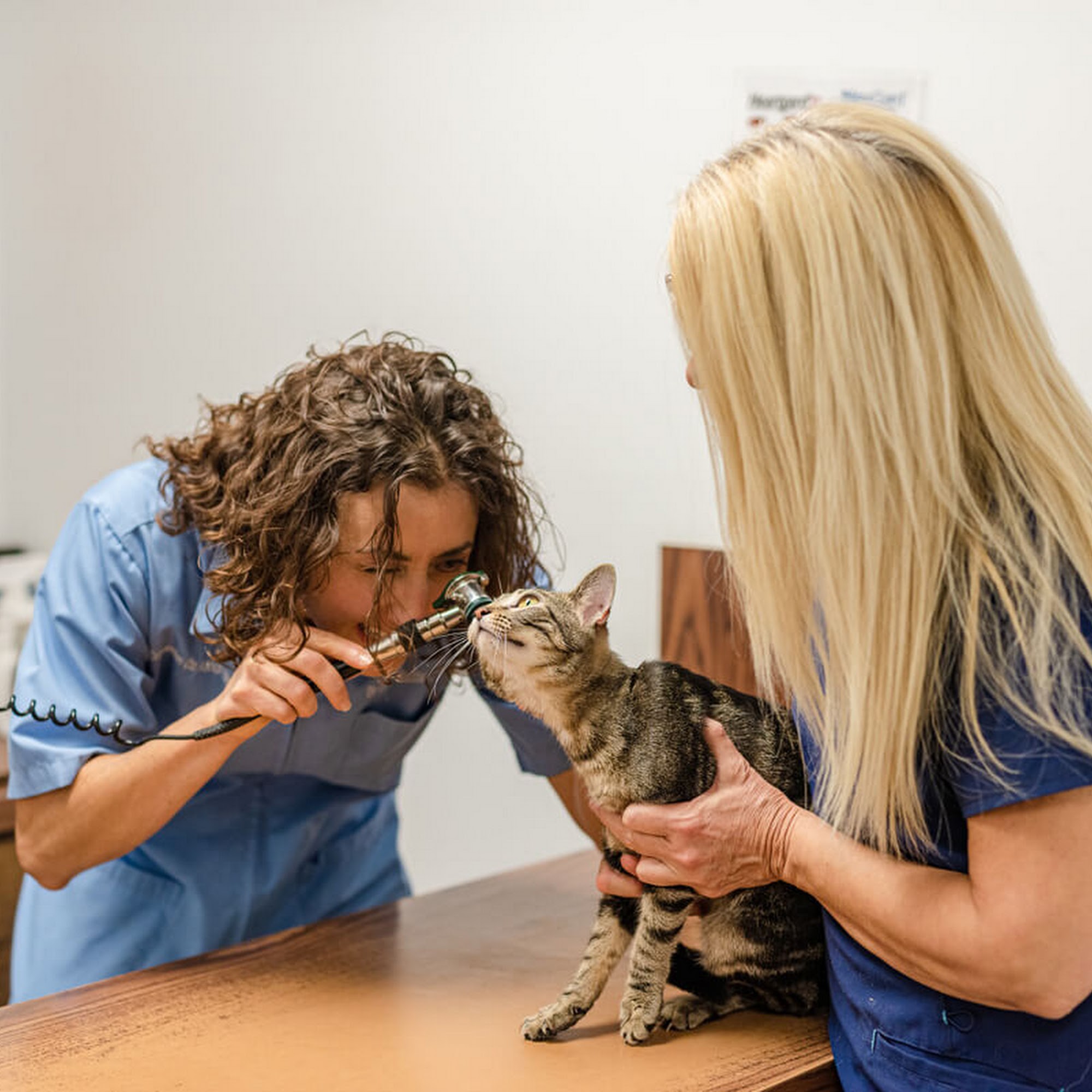 Crittenden County Animal Clinic Marion