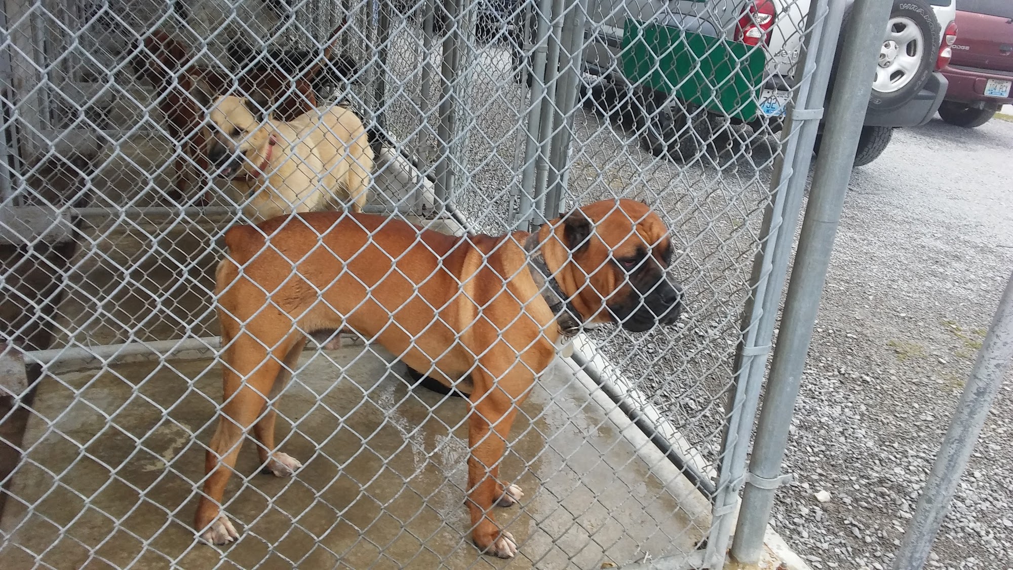 Crittenden County Animal Shelter Marion