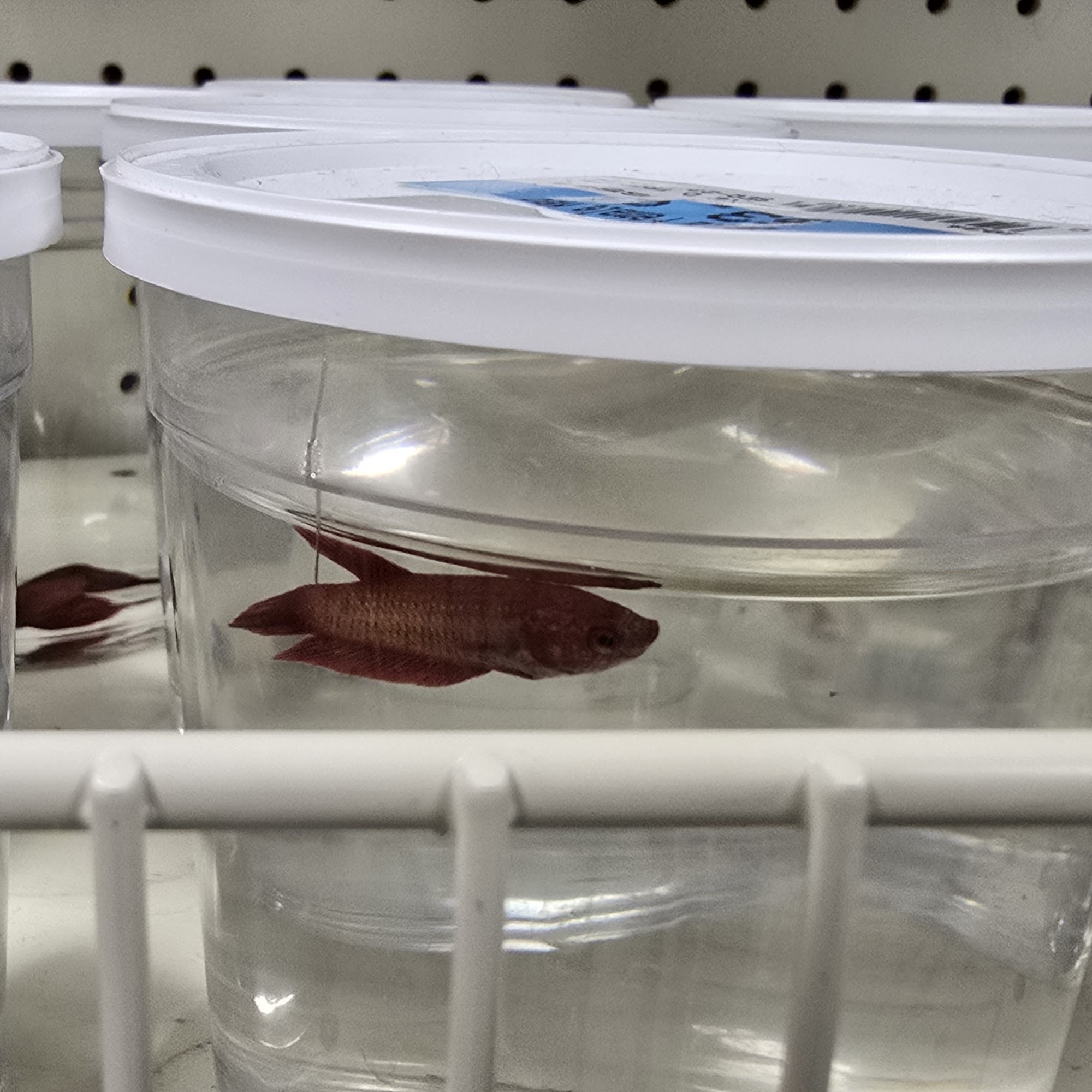 Petsense by Tractor Supply Mayfield