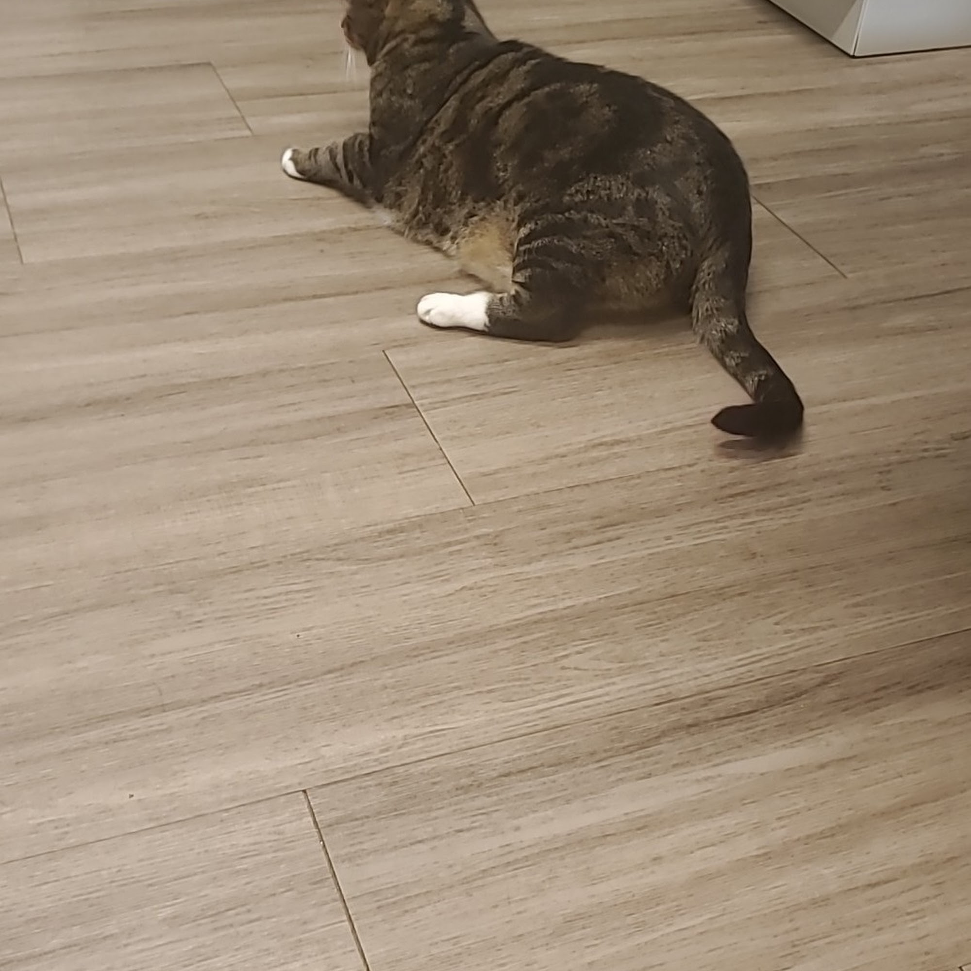 Dr. Badger. DVM, CVC, CVA Mayfield